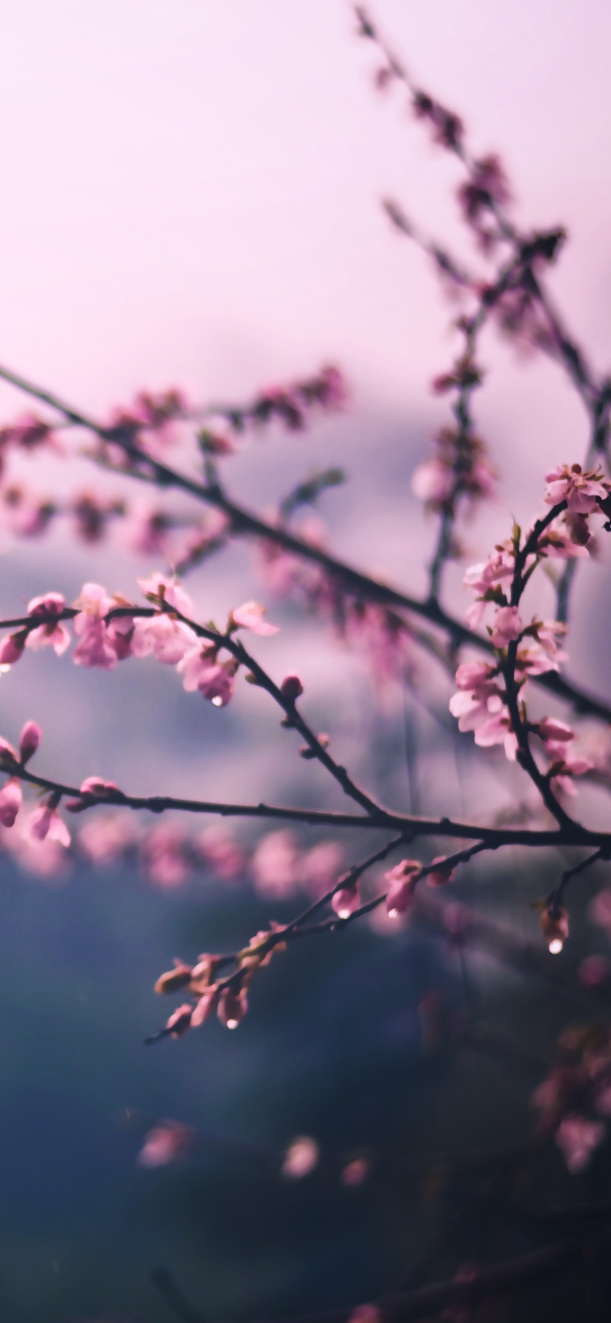 Branche D'arbre Brune Avec Des Nuages Blancs. Wallpaper in 1242x2688 Resolution
