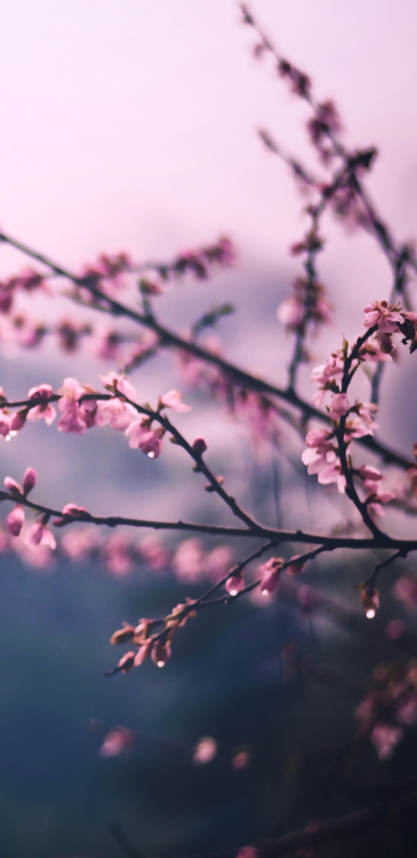 Branche D'arbre Brune Avec Des Nuages Blancs. Wallpaper in 1440x2960 Resolution