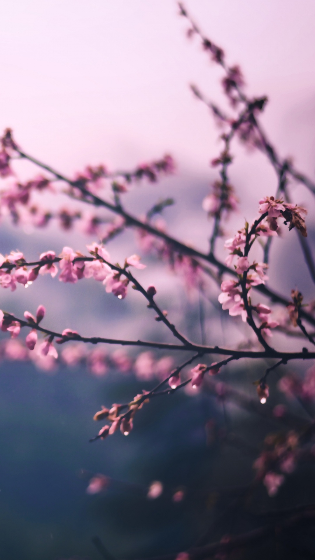 开花, 粉红色, 弹簧, 树枝, 紫色的 壁纸 1080x1920 允许