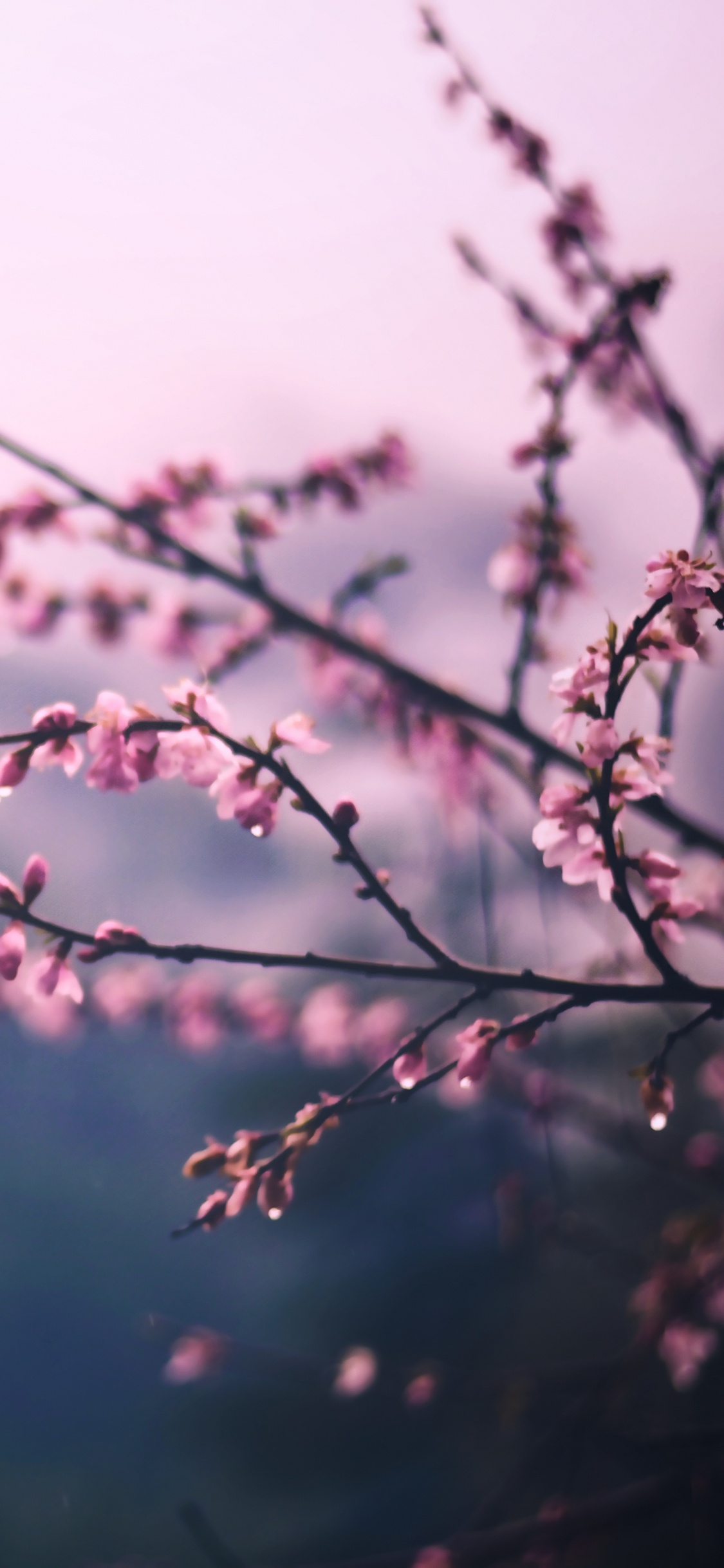 开花, 粉红色, 弹簧, 树枝, 紫色的 壁纸 1125x2436 允许