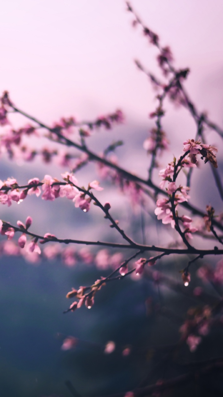 开花, 粉红色, 弹簧, 树枝, 紫色的 壁纸 720x1280 允许
