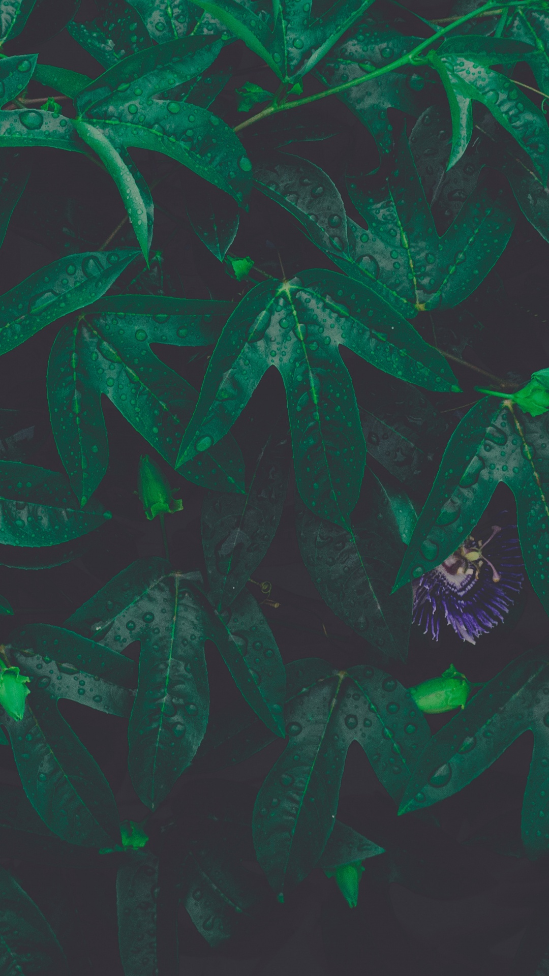 Leaf, Green, Pattern, Illustration, Art. Wallpaper in 1080x1920 Resolution