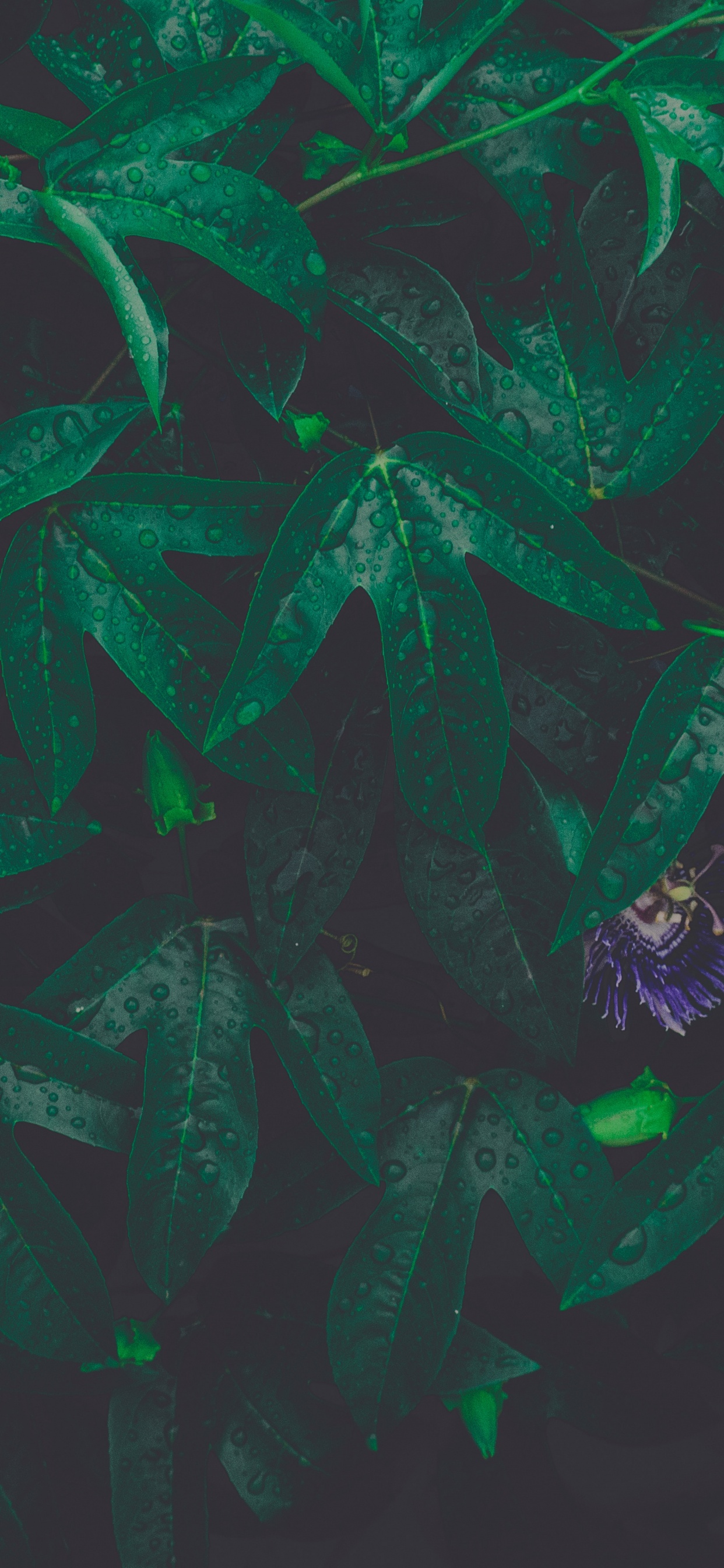 Feuille, Green, Illustration, Art, Arts Créatifs. Wallpaper in 1242x2688 Resolution