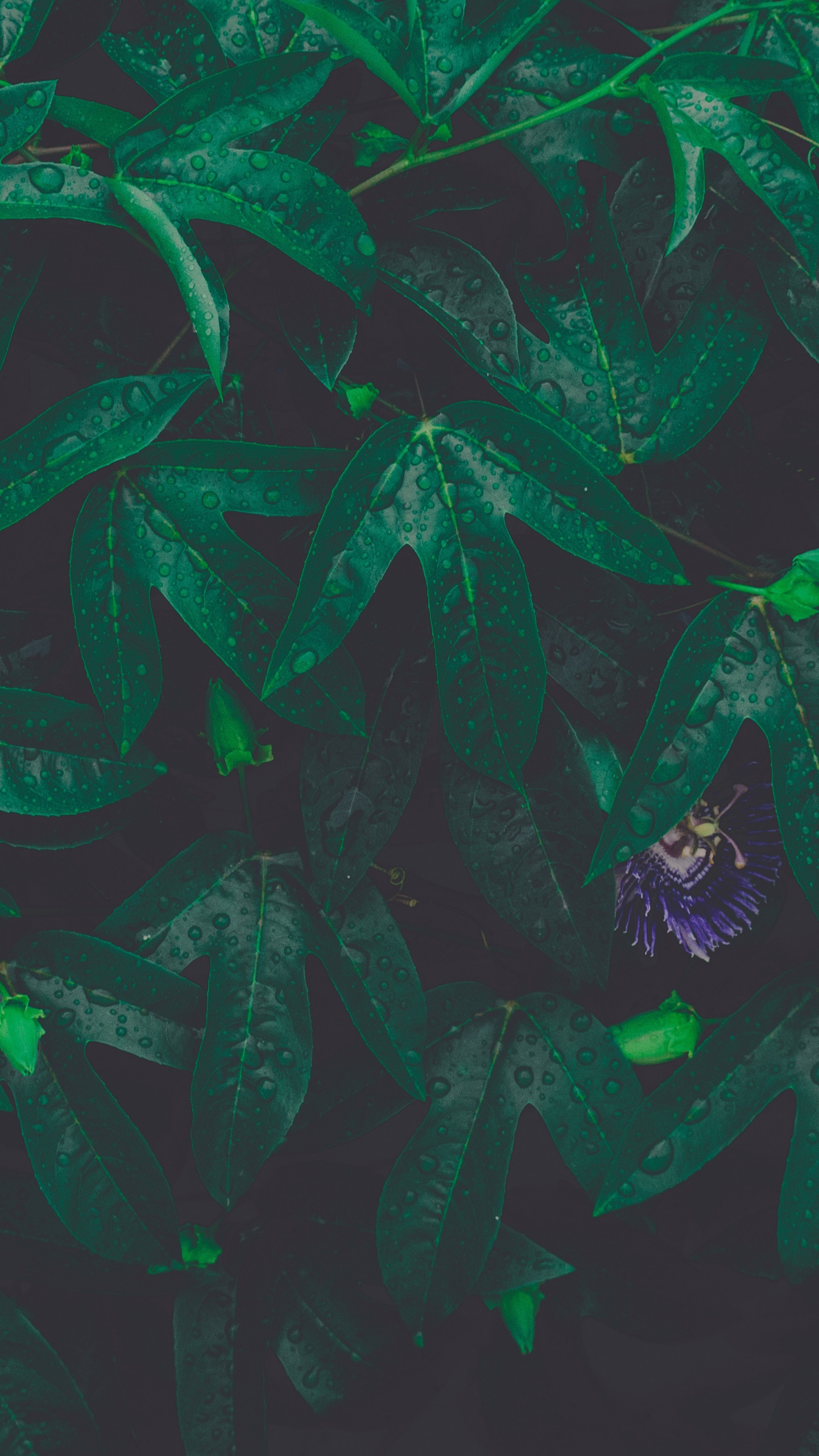 Feuille, Green, Illustration, Art, Arts Créatifs. Wallpaper in 1440x2560 Resolution