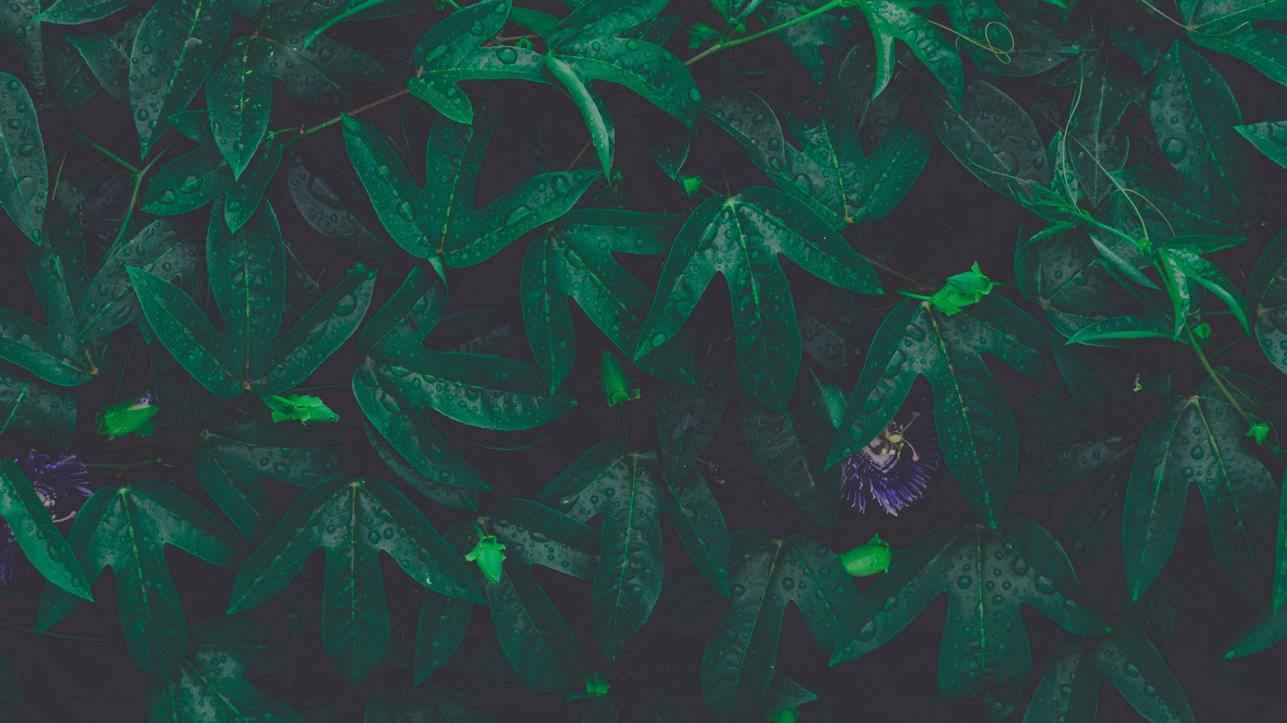 Feuille, Green, Illustration, Art, Arts Créatifs. Wallpaper in 2560x1440 Resolution
