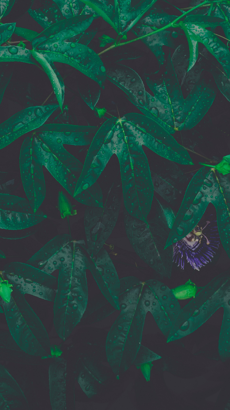 Feuille, Green, Illustration, Art, Arts Créatifs. Wallpaper in 750x1334 Resolution