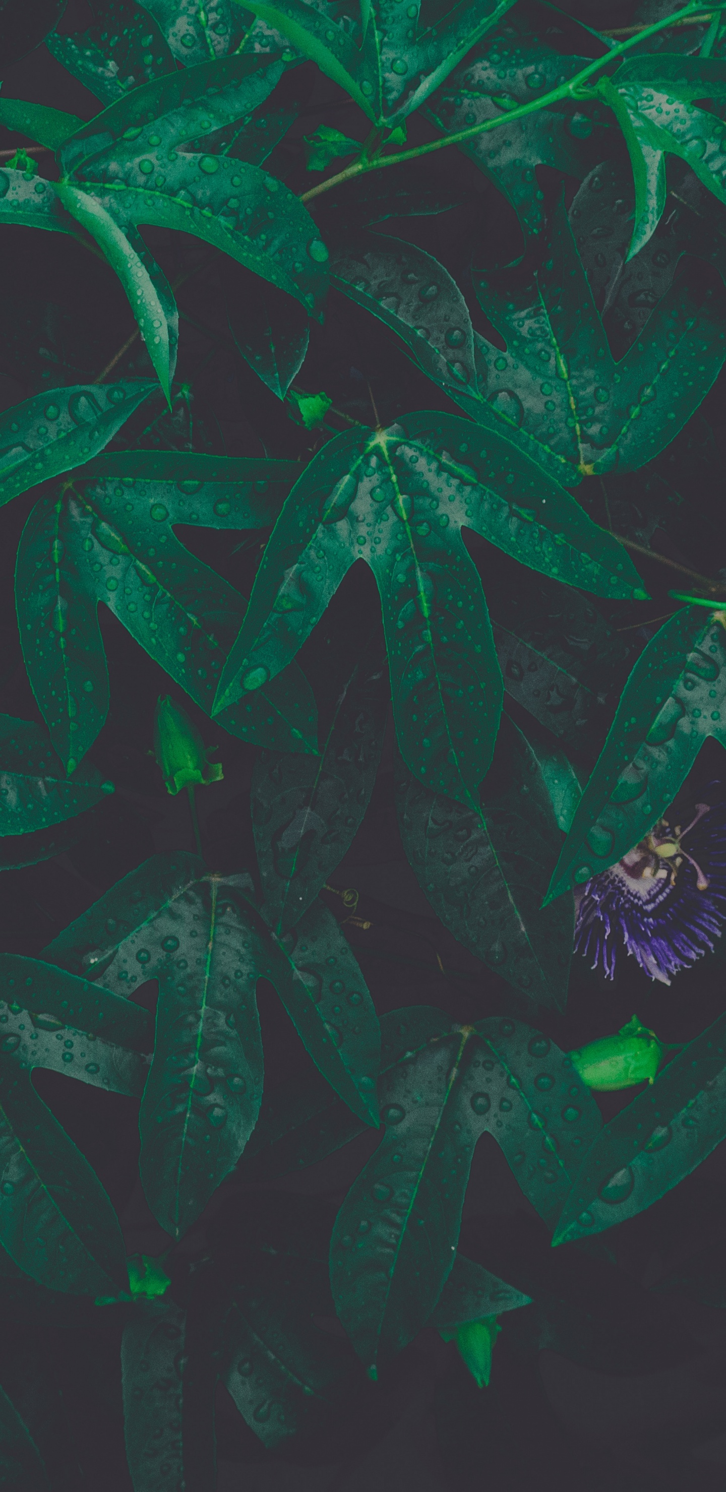 Verde, Patrón, Ilustración, Arte, Artes Creativas. Wallpaper in 1440x2960 Resolution