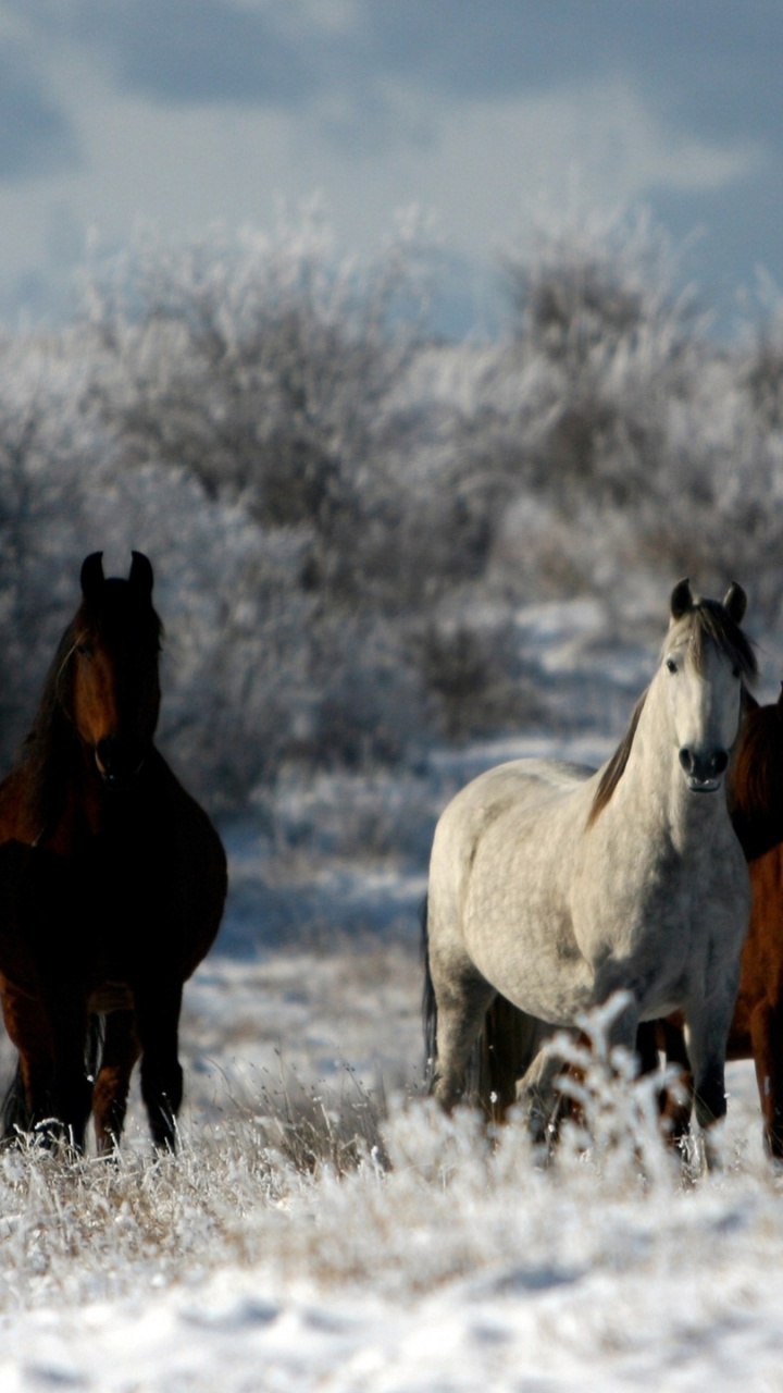 Pavlodar, Aktobe, Nur-sultan, Uralsk, Kazinform. Wallpaper in 720x1280 Resolution