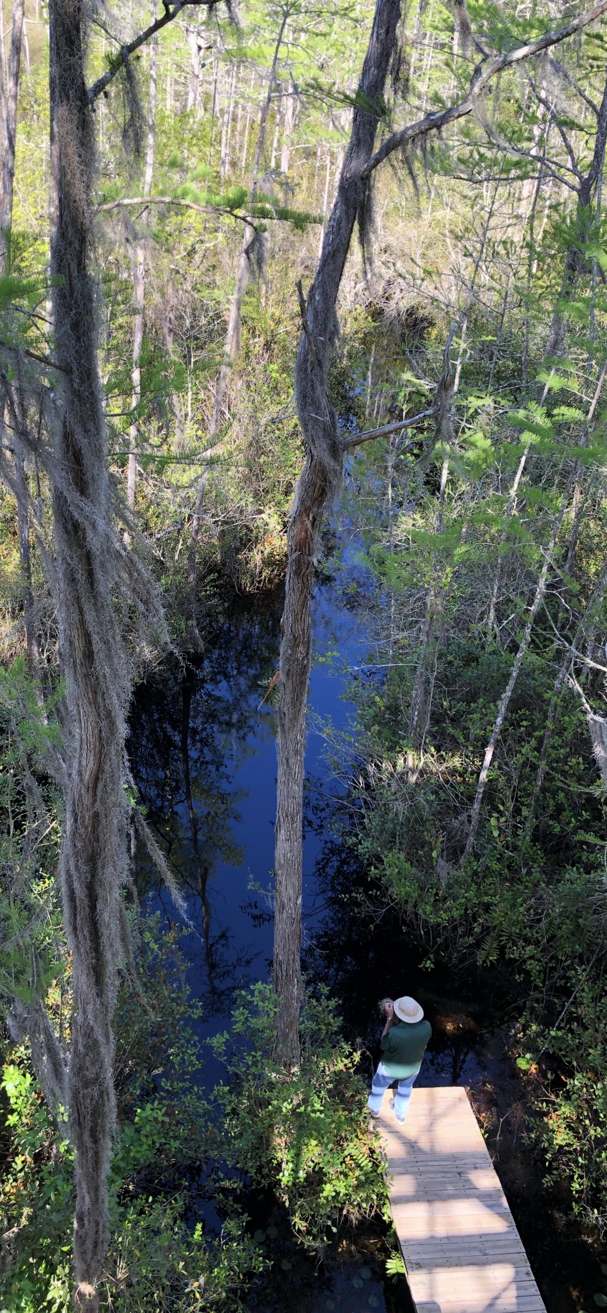 Nature Reserve, Water, Vegetation, Nature, Natural Environment. Wallpaper in 1242x2688 Resolution