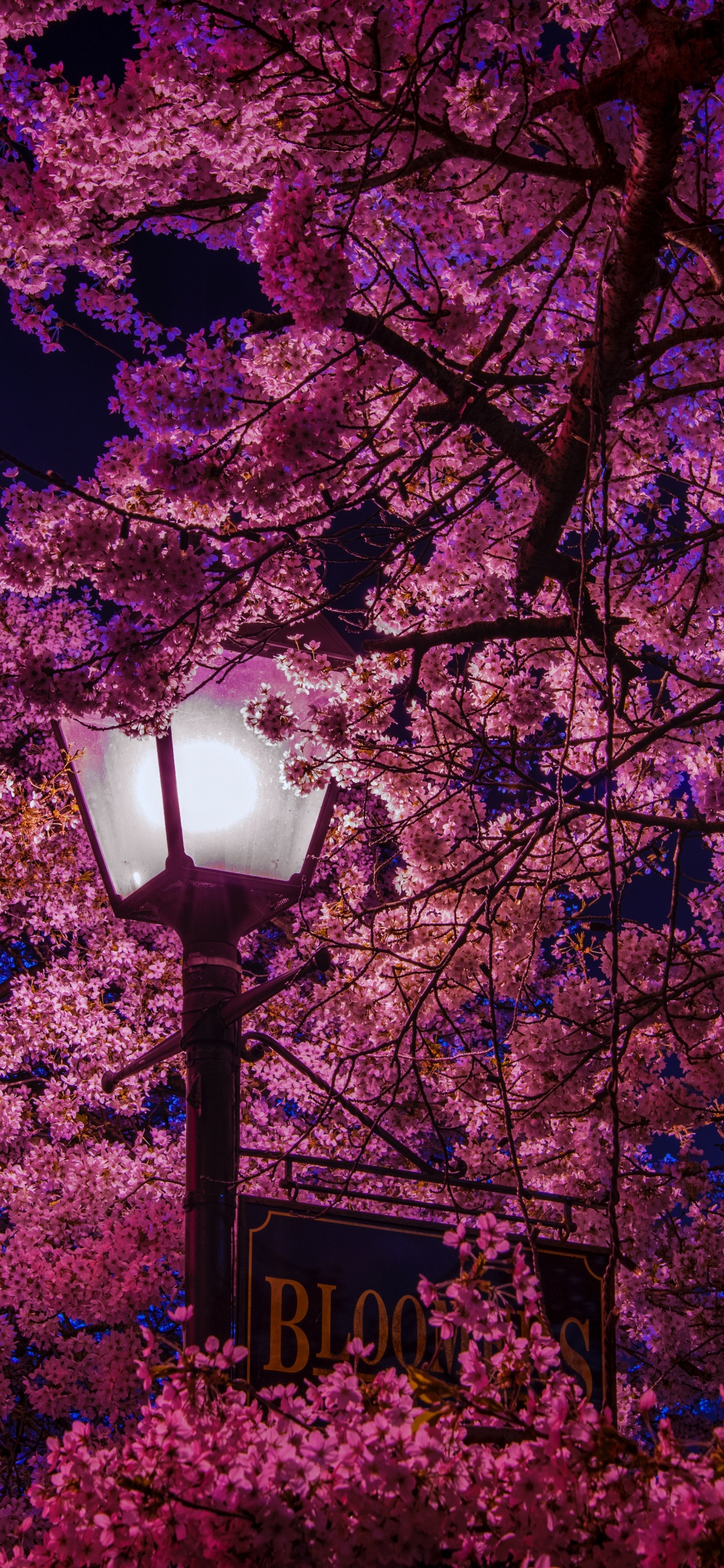 Schwarze Straßenlaterne in Der Nähe Von Rosa Und Braunen Blättern Tagsüber. Wallpaper in 1125x2436 Resolution