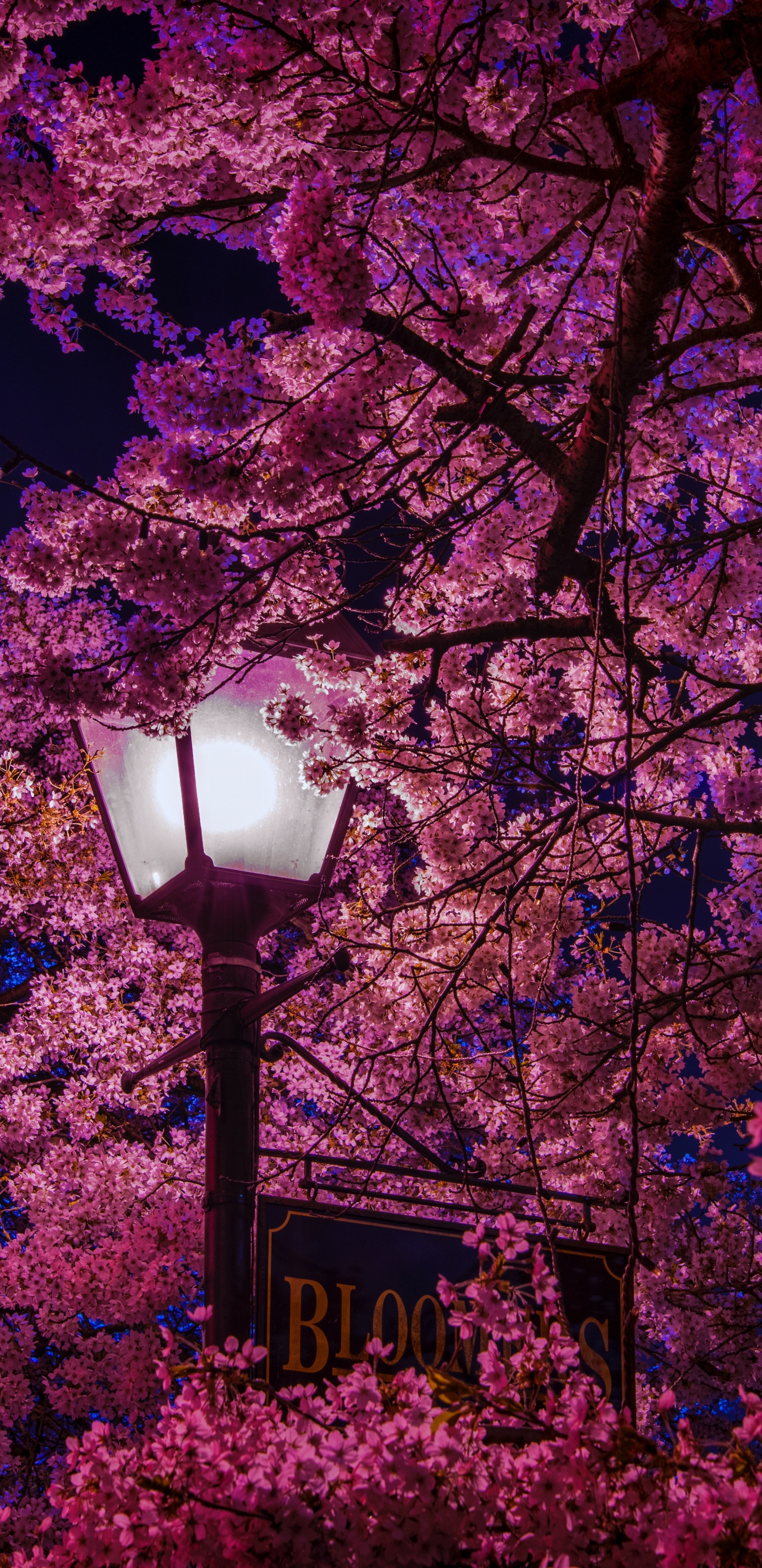 Schwarze Straßenlaterne in Der Nähe Von Rosa Und Braunen Blättern Tagsüber. Wallpaper in 1440x2960 Resolution