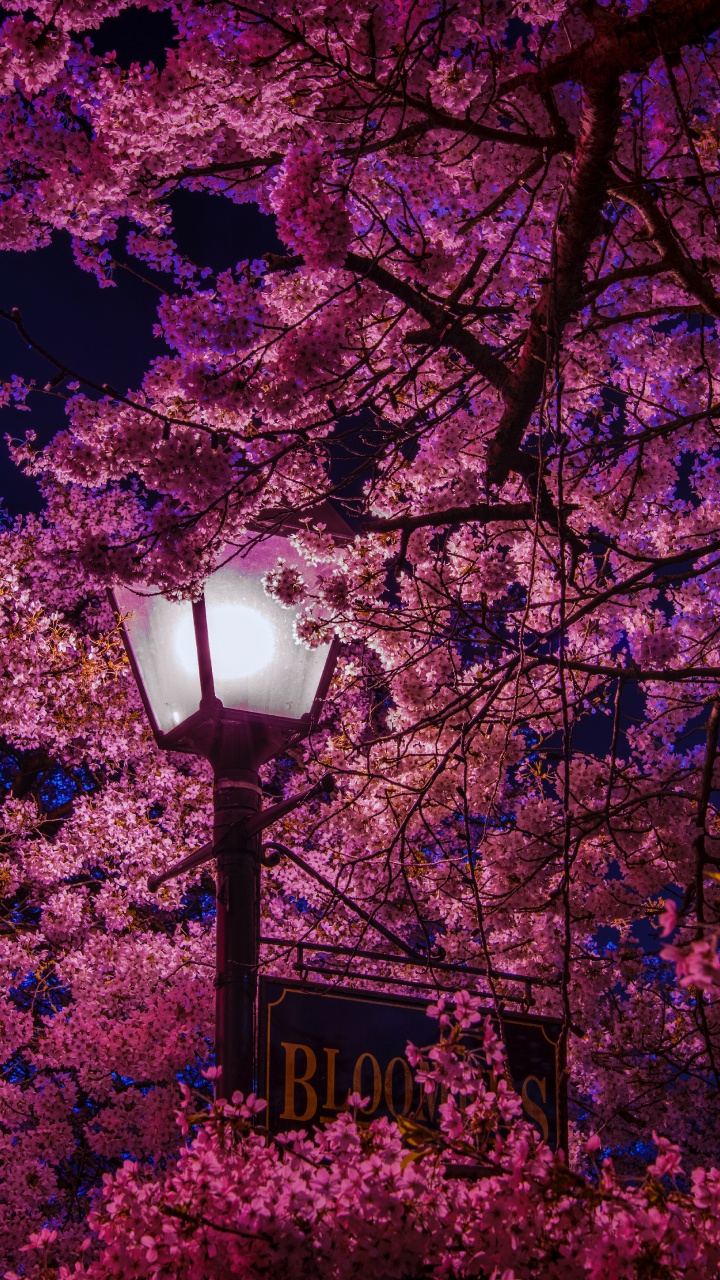 Farola Negra Cerca Del Árbol de Hojas Rosadas y Marrones Durante el Día. Wallpaper in 720x1280 Resolution