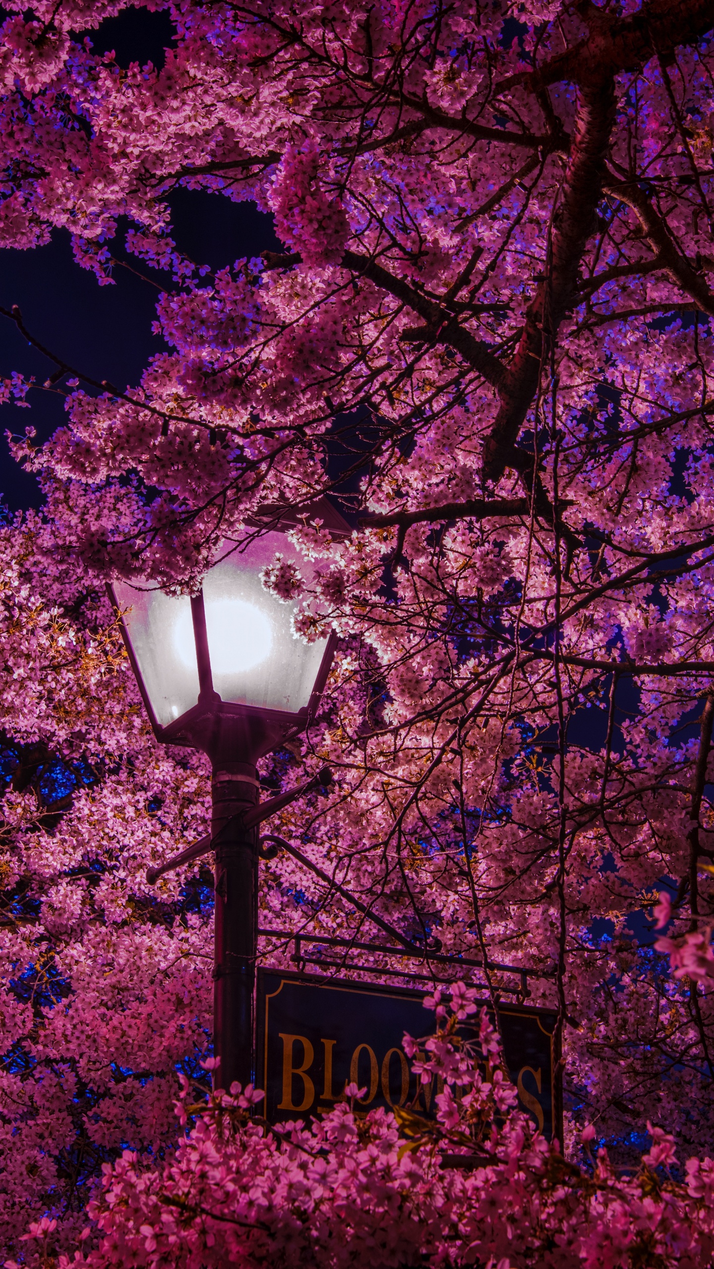 Black Street Light Near Pink and Brown Leaves Tree During Daytime. Wallpaper in 1440x2560 Resolution