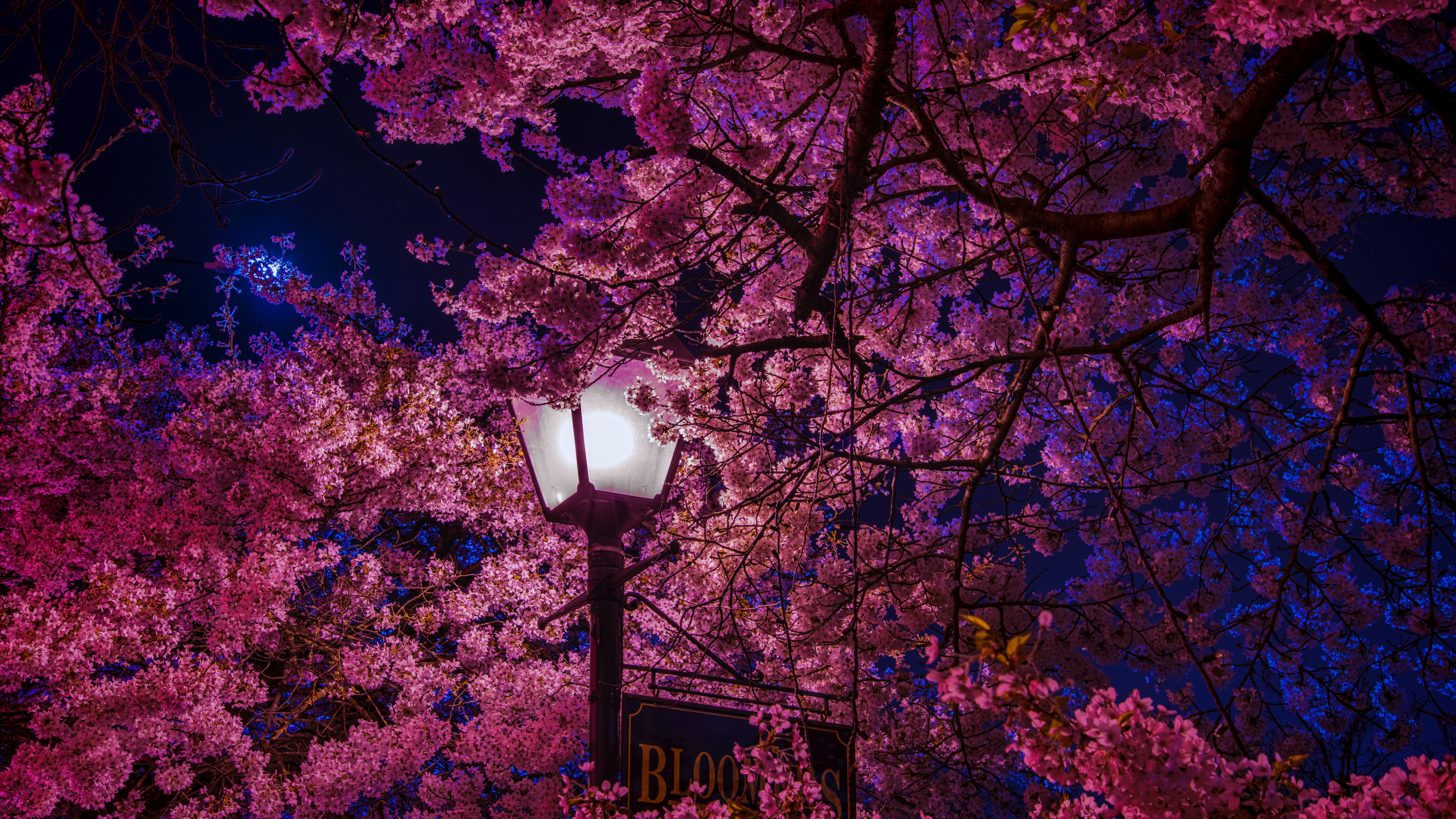 Black Street Light Near Pink and Brown Leaves Tree During Daytime. Wallpaper in 7680x4320 Resolution