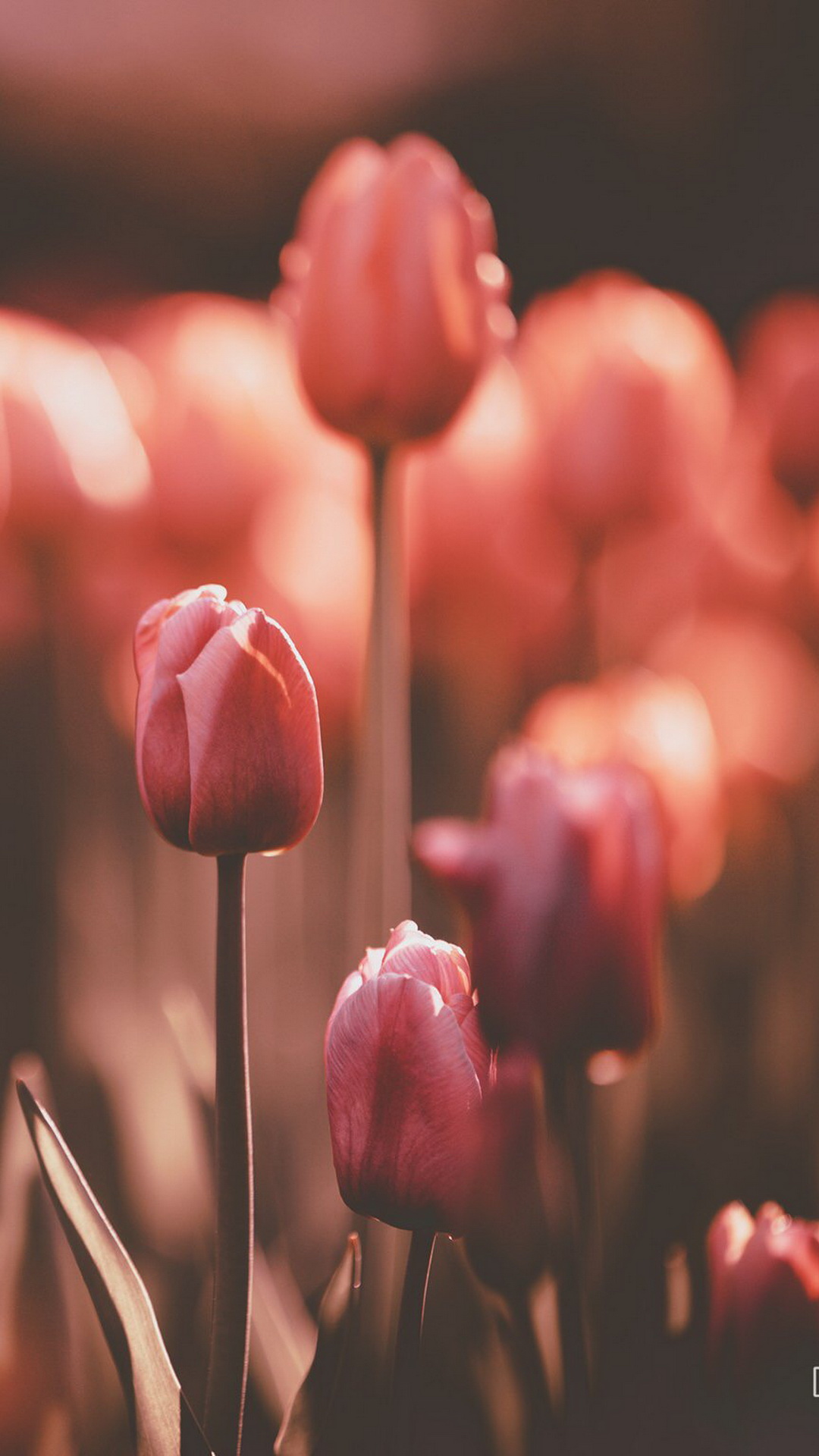 Tulip, Blütenblatt, Botanik, Naturlandschaft, Pink. Wallpaper in 1080x1920 Resolution