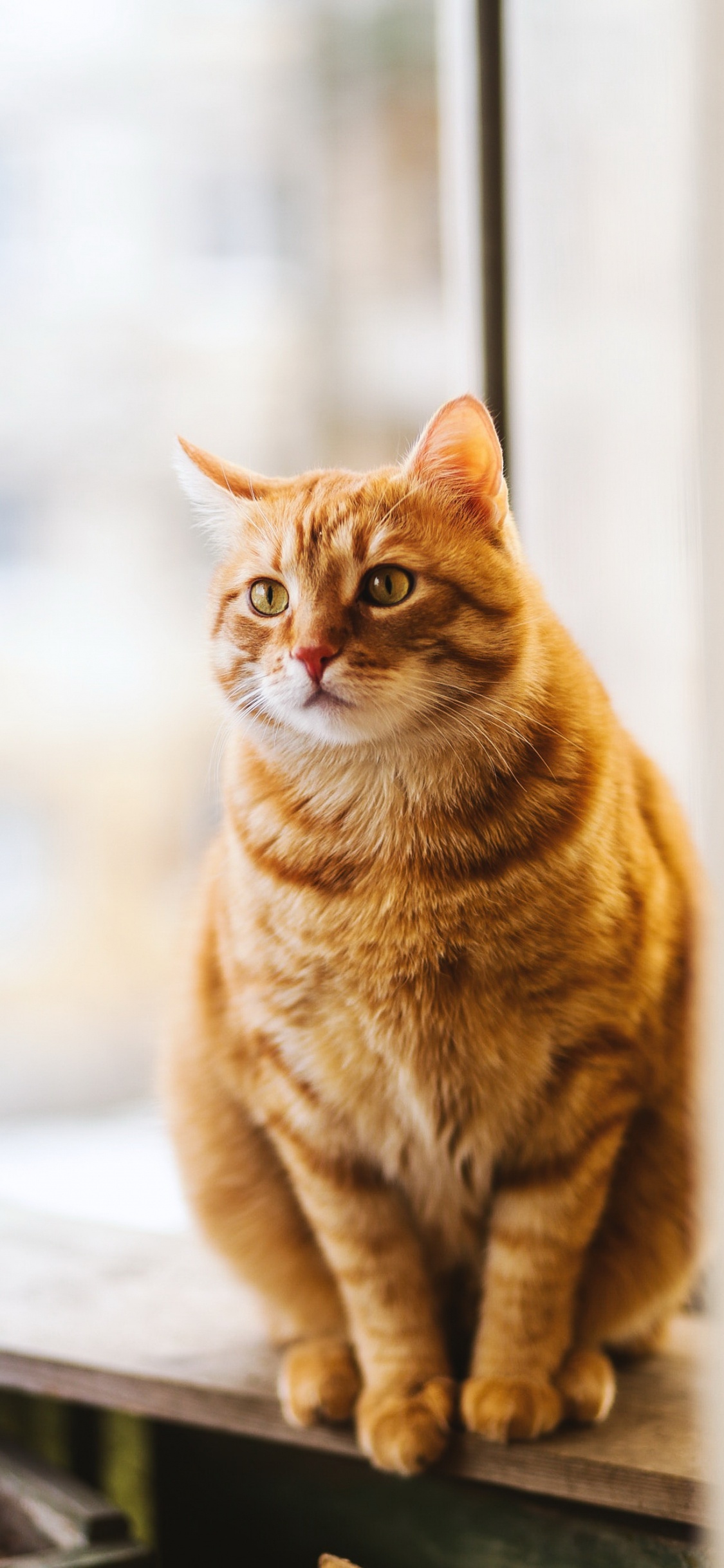 Backenbart, American Shorthair, Katze, Auge, Carnivore. Wallpaper in 1125x2436 Resolution