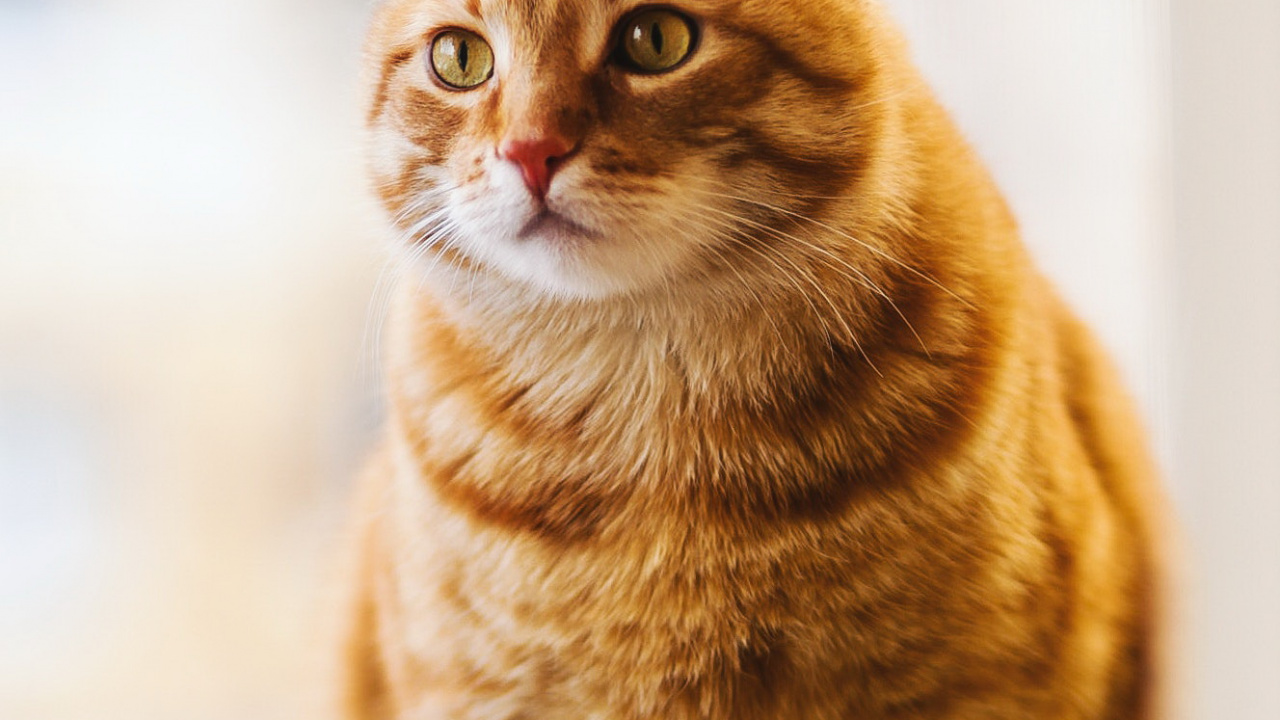 Moustache, American Shorthair, Chat, Carnivores, Felidae. Wallpaper in 1280x720 Resolution