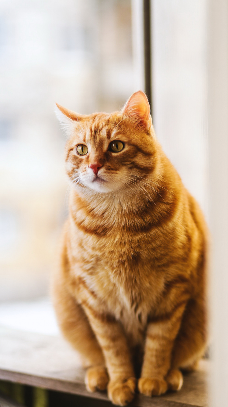 Moustache, American Shorthair, Chat, Carnivores, Felidae. Wallpaper in 750x1334 Resolution