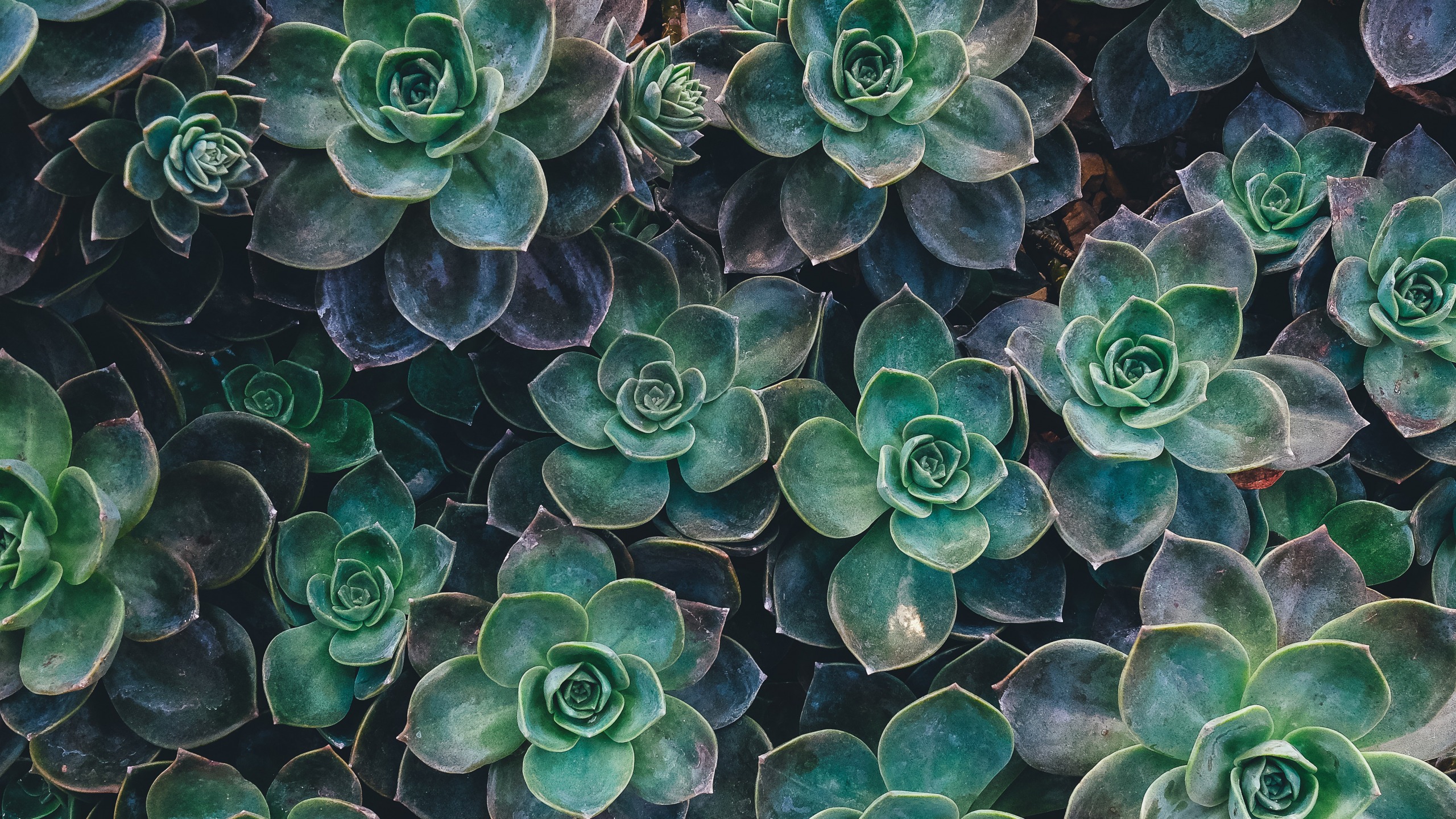 close view of succulents iPhone X Wallpapers Free Download