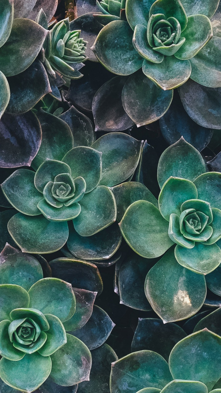 Green Succulent Plant in Close up Photography. Wallpaper in 750x1334 Resolution