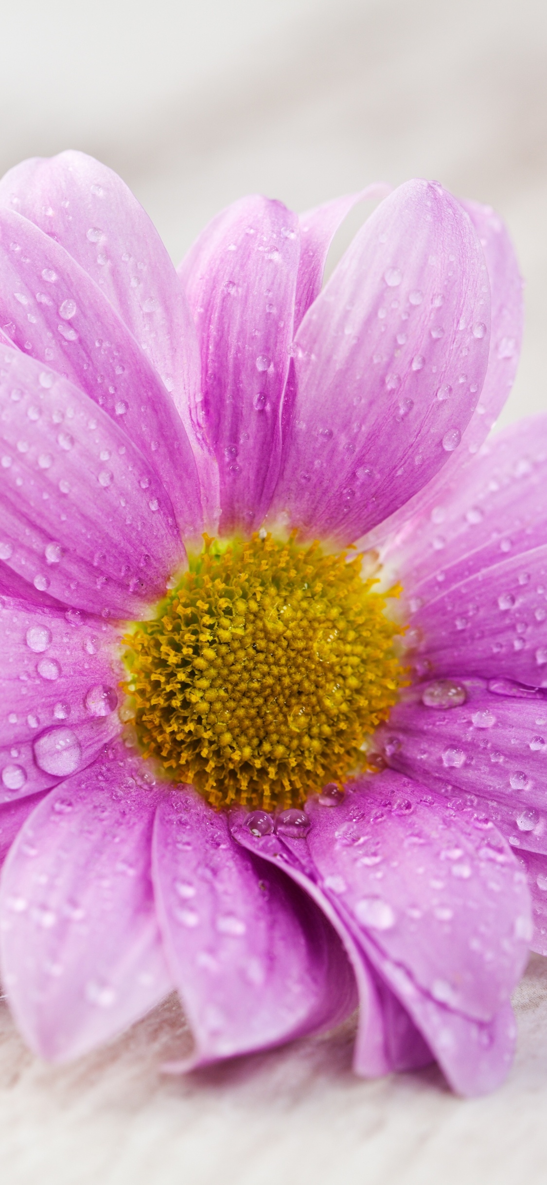 Pink Flower on White Surface. Wallpaper in 1125x2436 Resolution