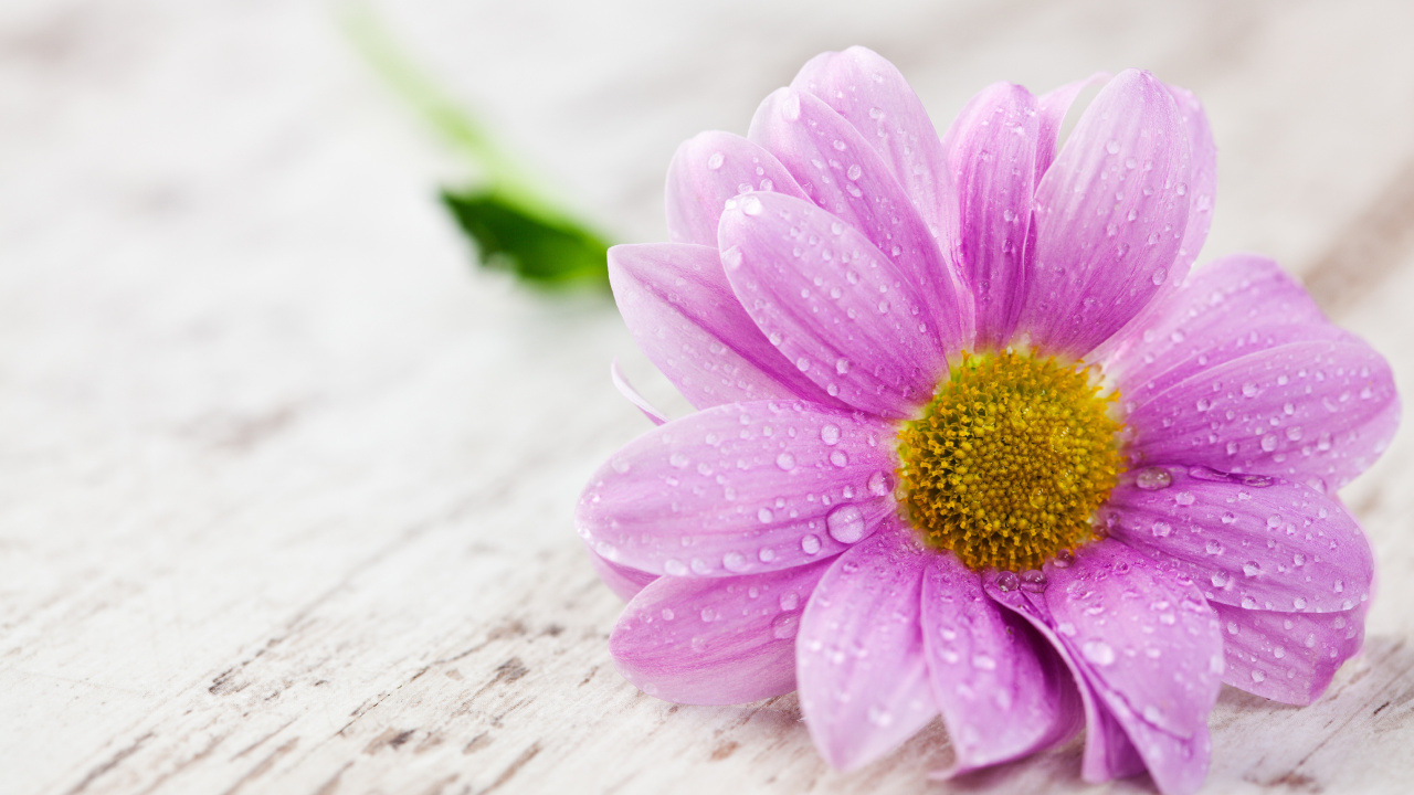 Pink Flower on White Surface. Wallpaper in 1280x720 Resolution