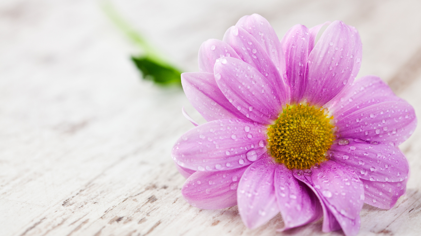 Pink Flower on White Surface. Wallpaper in 1366x768 Resolution