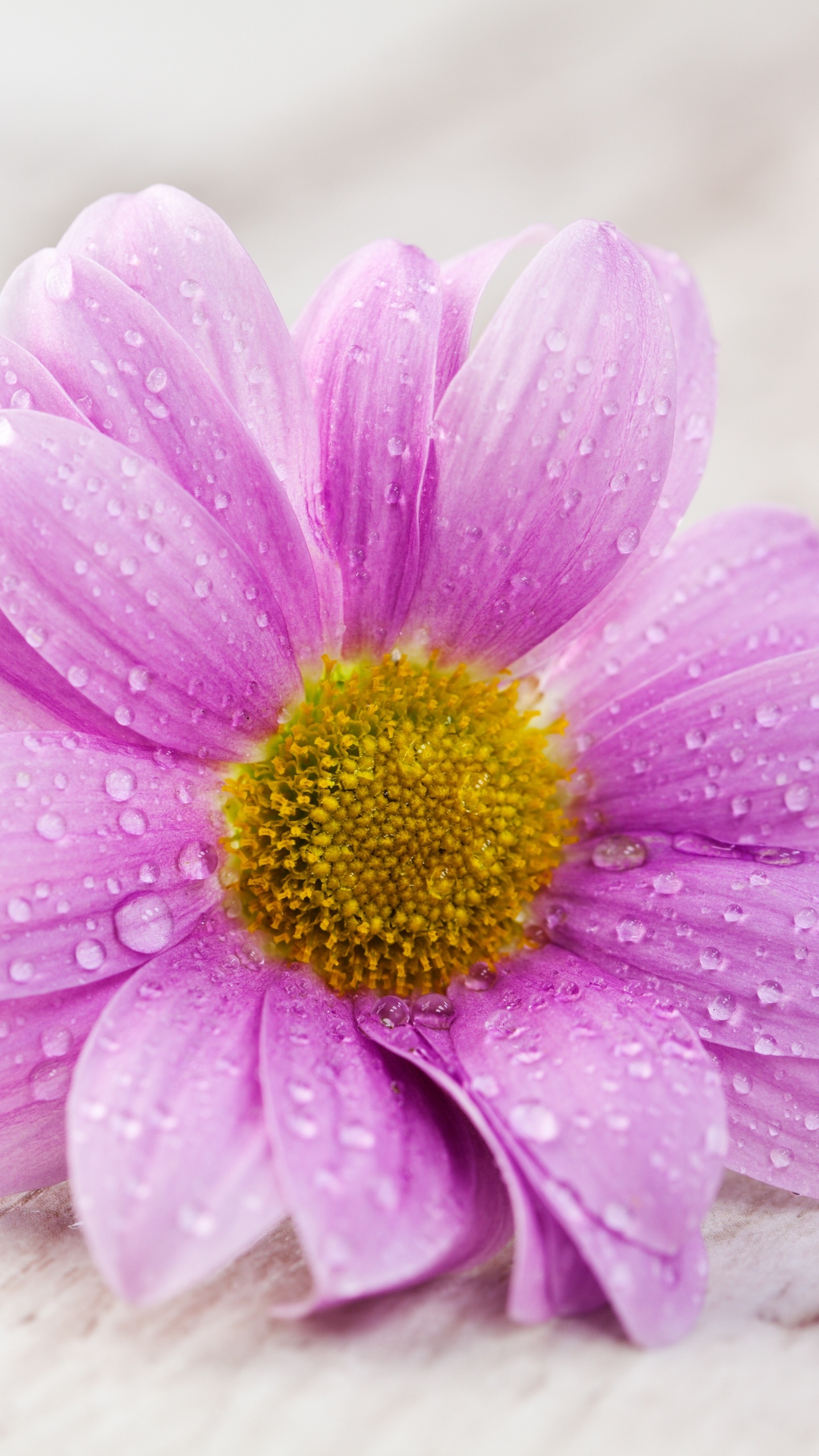 Fleur Rose Sur Une Surface Blanche. Wallpaper in 1440x2560 Resolution