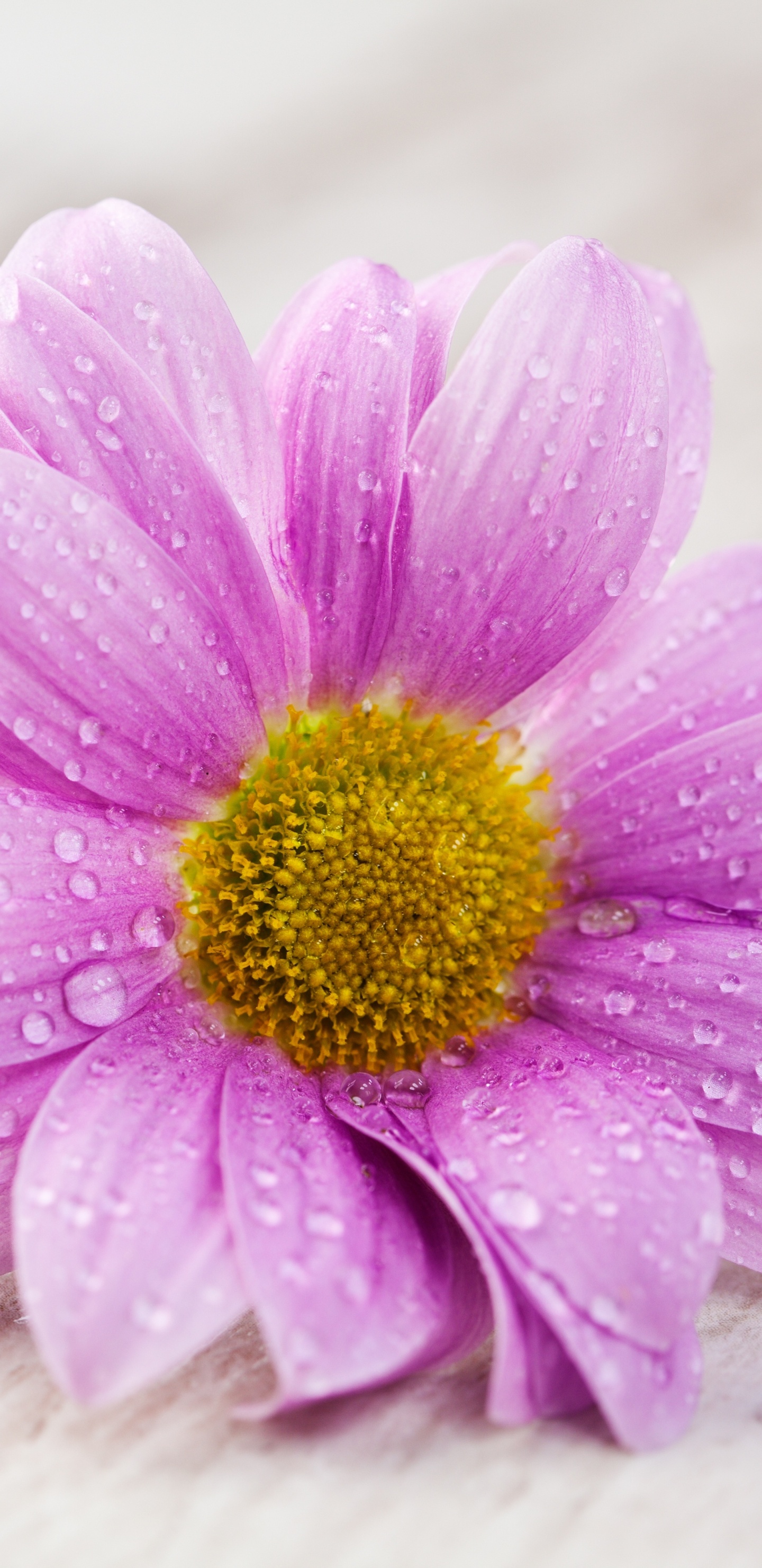 Fleur Rose Sur Une Surface Blanche. Wallpaper in 1440x2960 Resolution