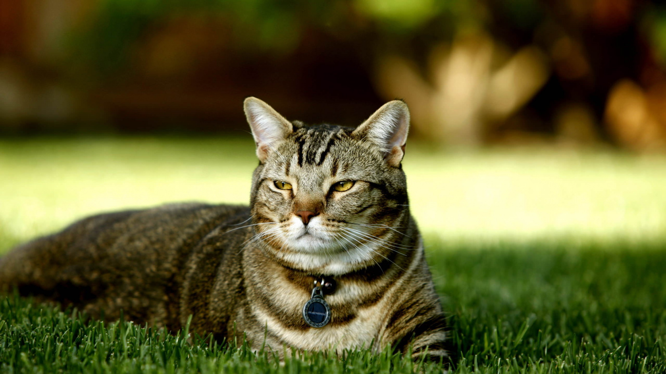 Braune Tabby-Katze, Die Tagsüber Auf Grünem Gras Liegt. Wallpaper in 1366x768 Resolution