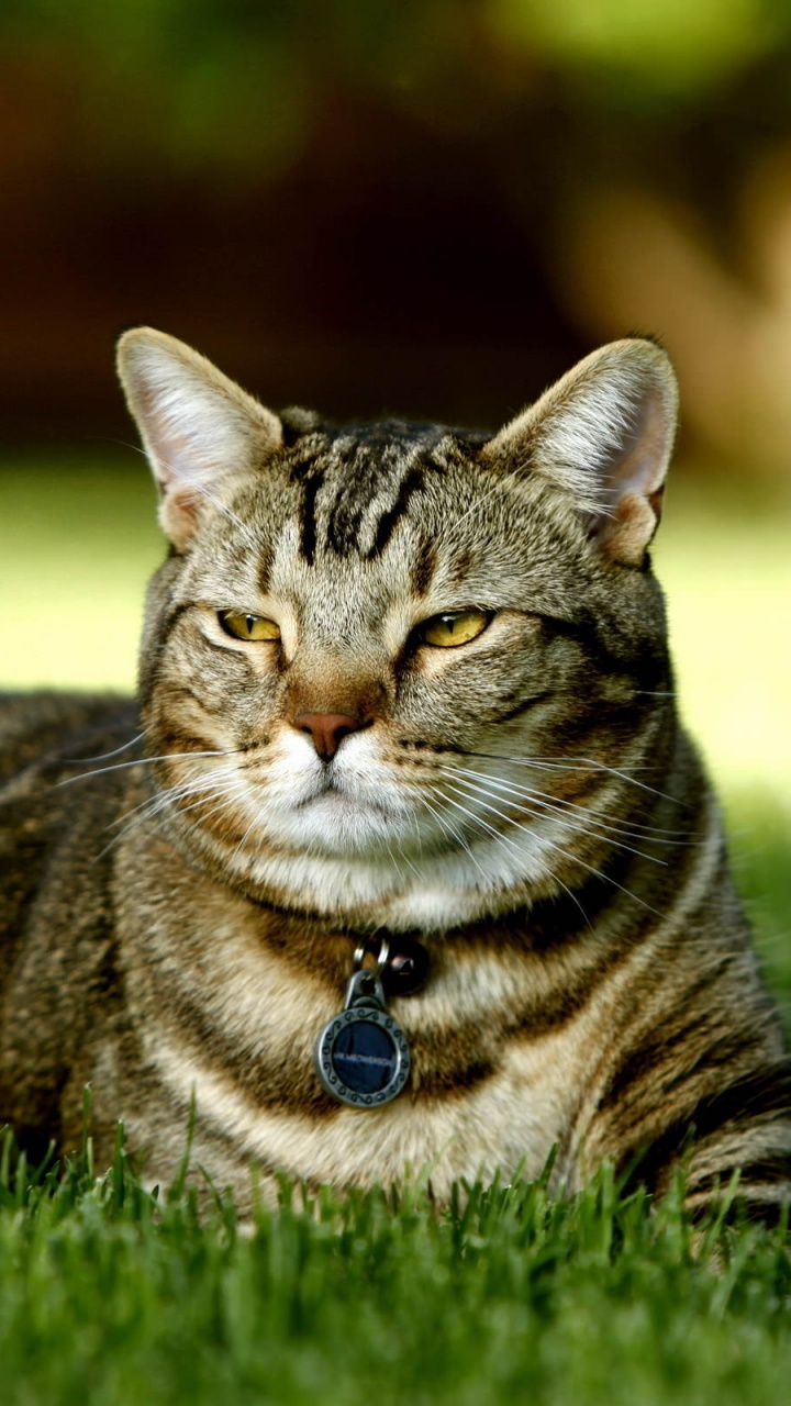 Braune Tabby-Katze, Die Tagsüber Auf Grünem Gras Liegt. Wallpaper in 720x1280 Resolution