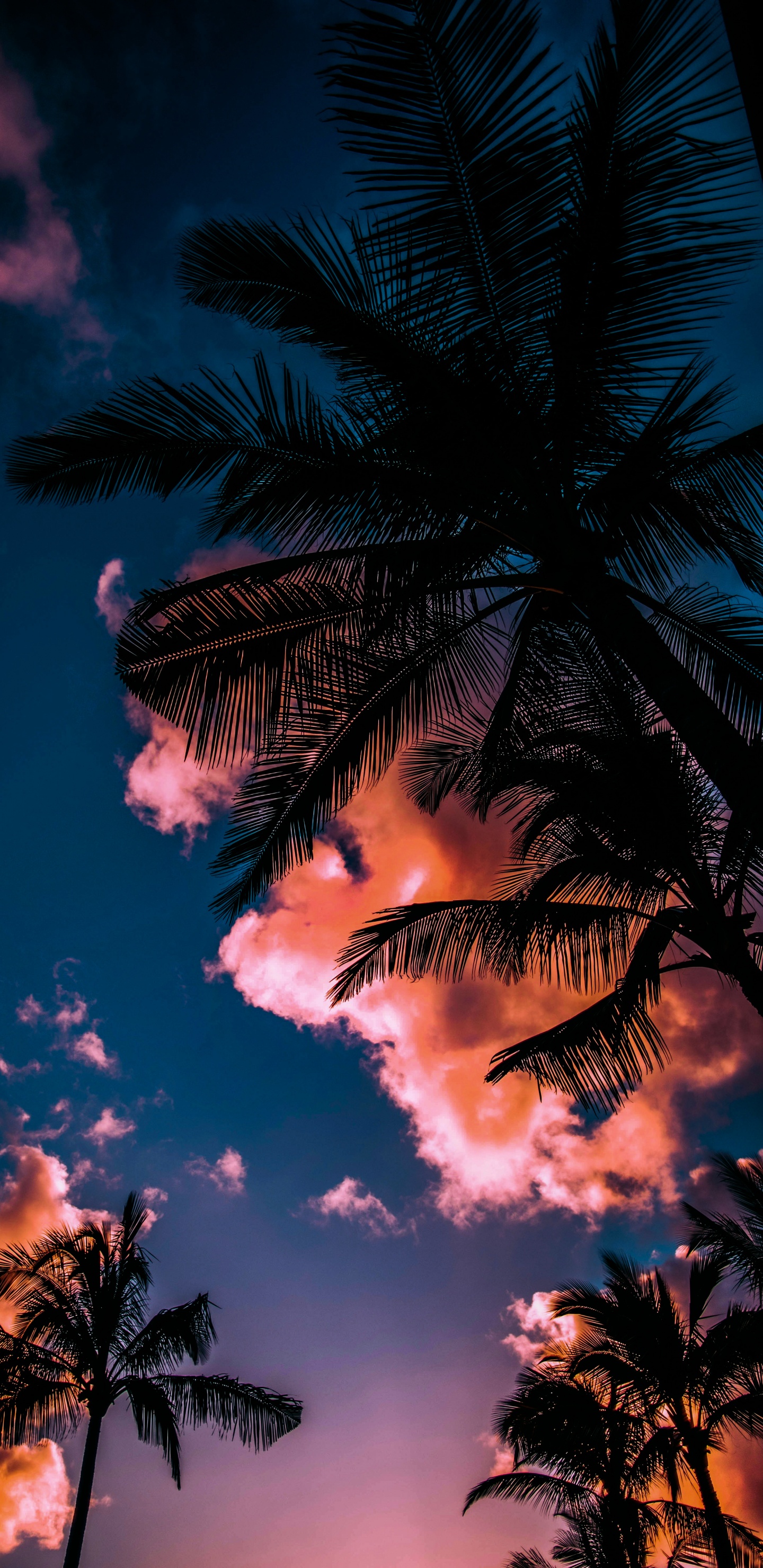 Sommer, Cloud, Atmosphäre, Tageszeit, Licht. Wallpaper in 1440x2960 Resolution