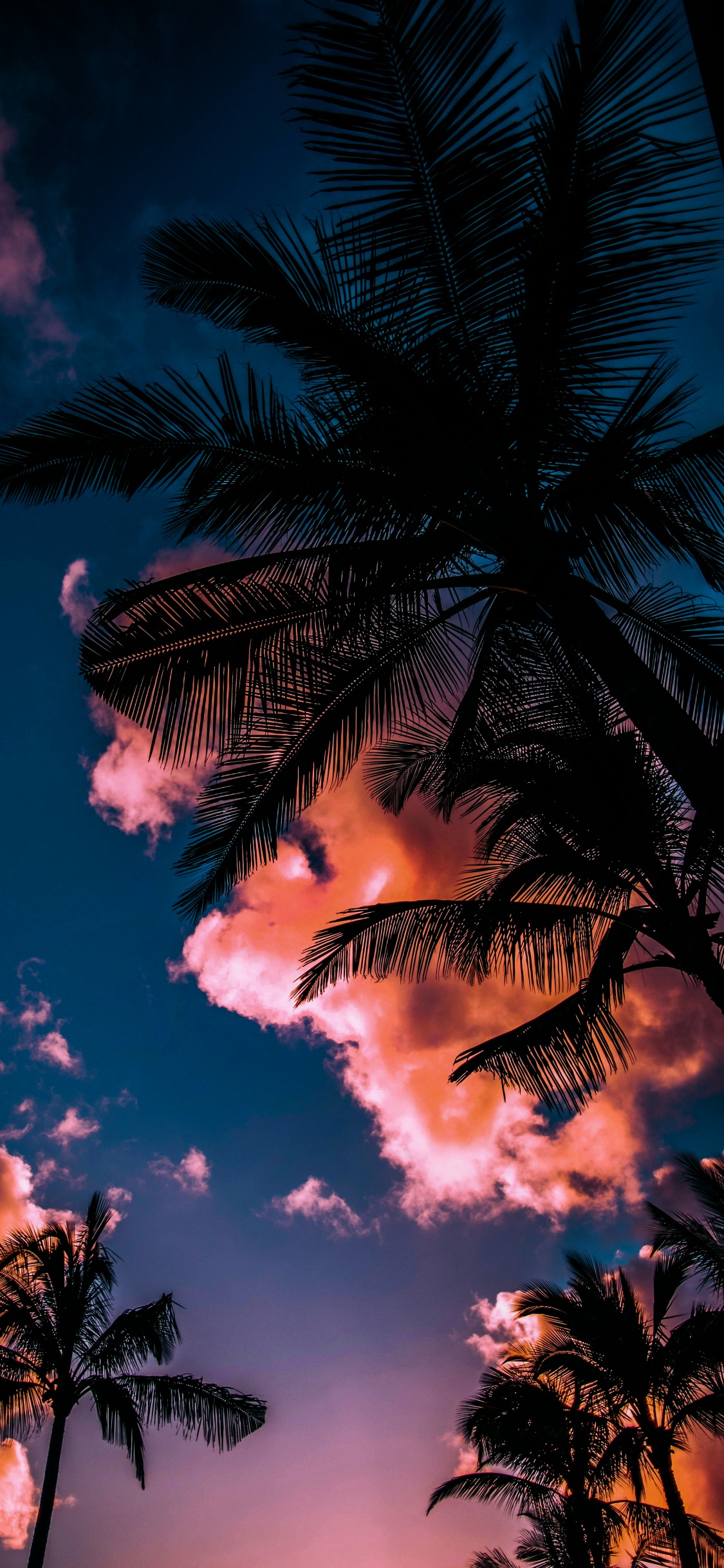 Verano, Ambiente, Luz, Naturaleza, Atardecer. Wallpaper in 1125x2436 Resolution