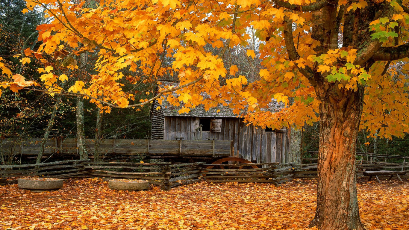 Brown Wooden House Near Yellow and Brown Leaf Trees. Wallpaper in 1366x768 Resolution