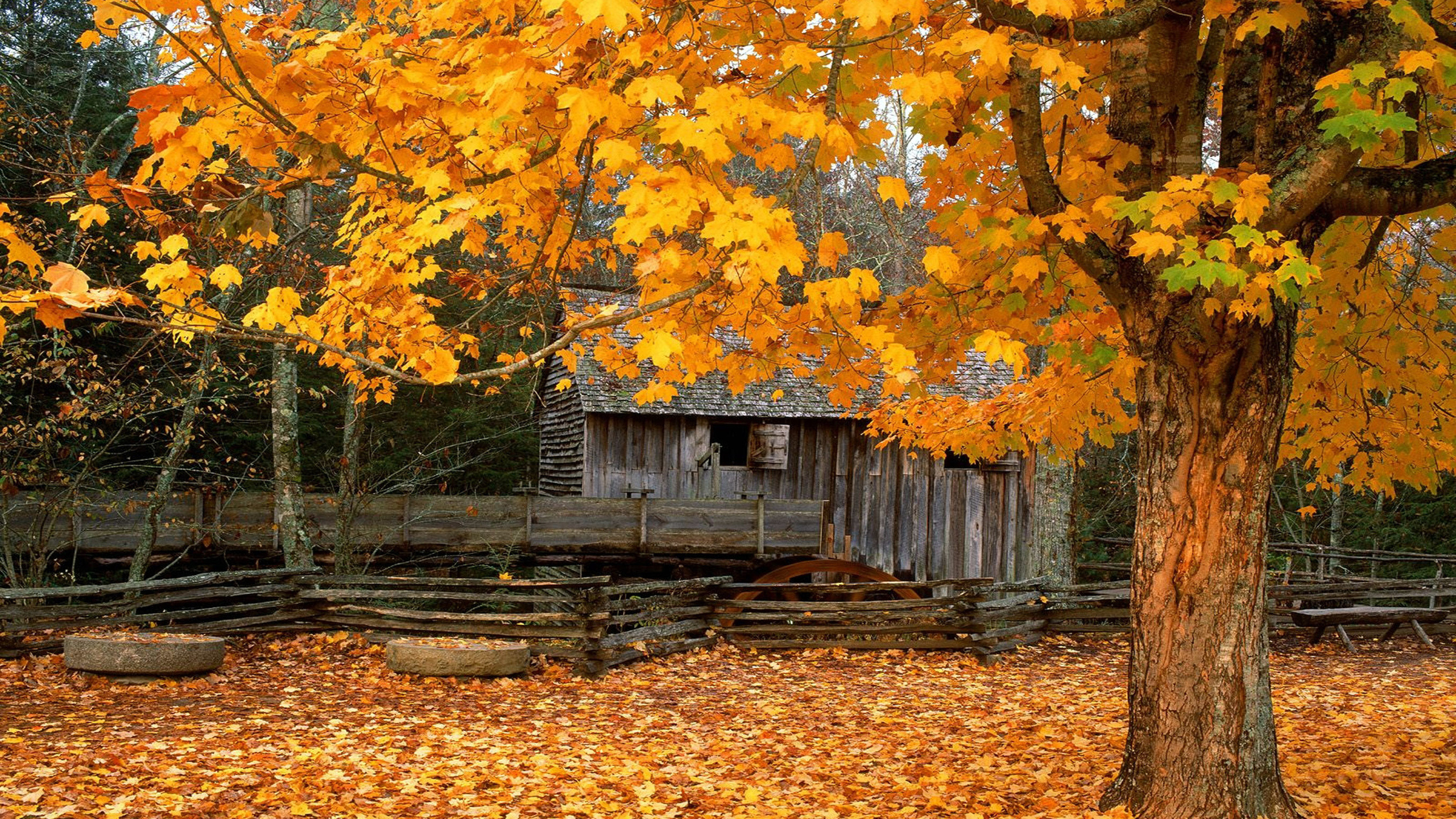 Brown Wooden House Near Yellow and Brown Leaf Trees. Wallpaper in 2560x1440 Resolution