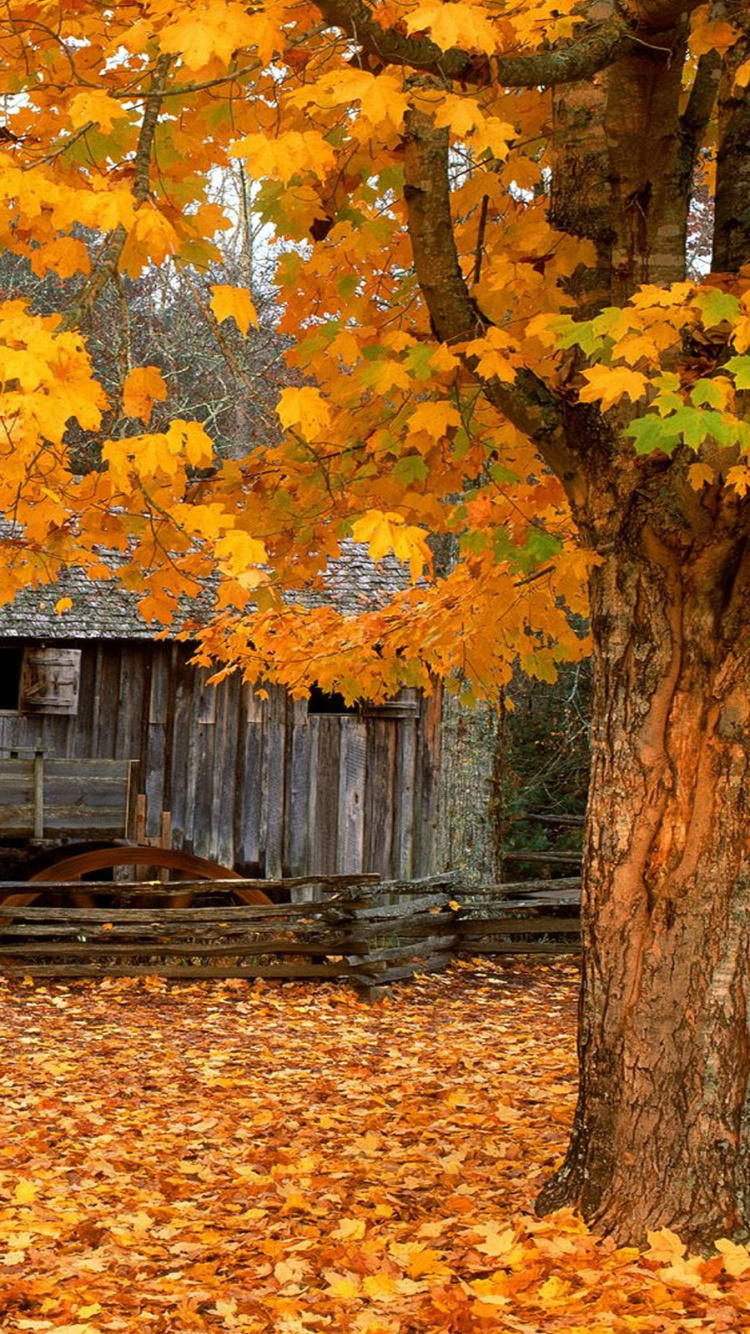 Brown Wooden House Near Yellow and Brown Leaf Trees. Wallpaper in 750x1334 Resolution