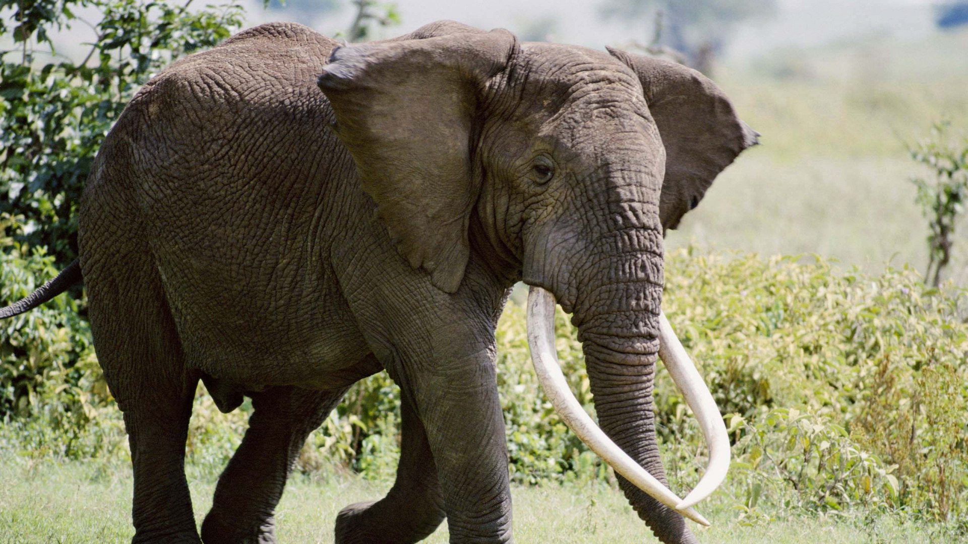 Grey Elephant on Green Grass During Daytime. Wallpaper in 1920x1080 Resolution