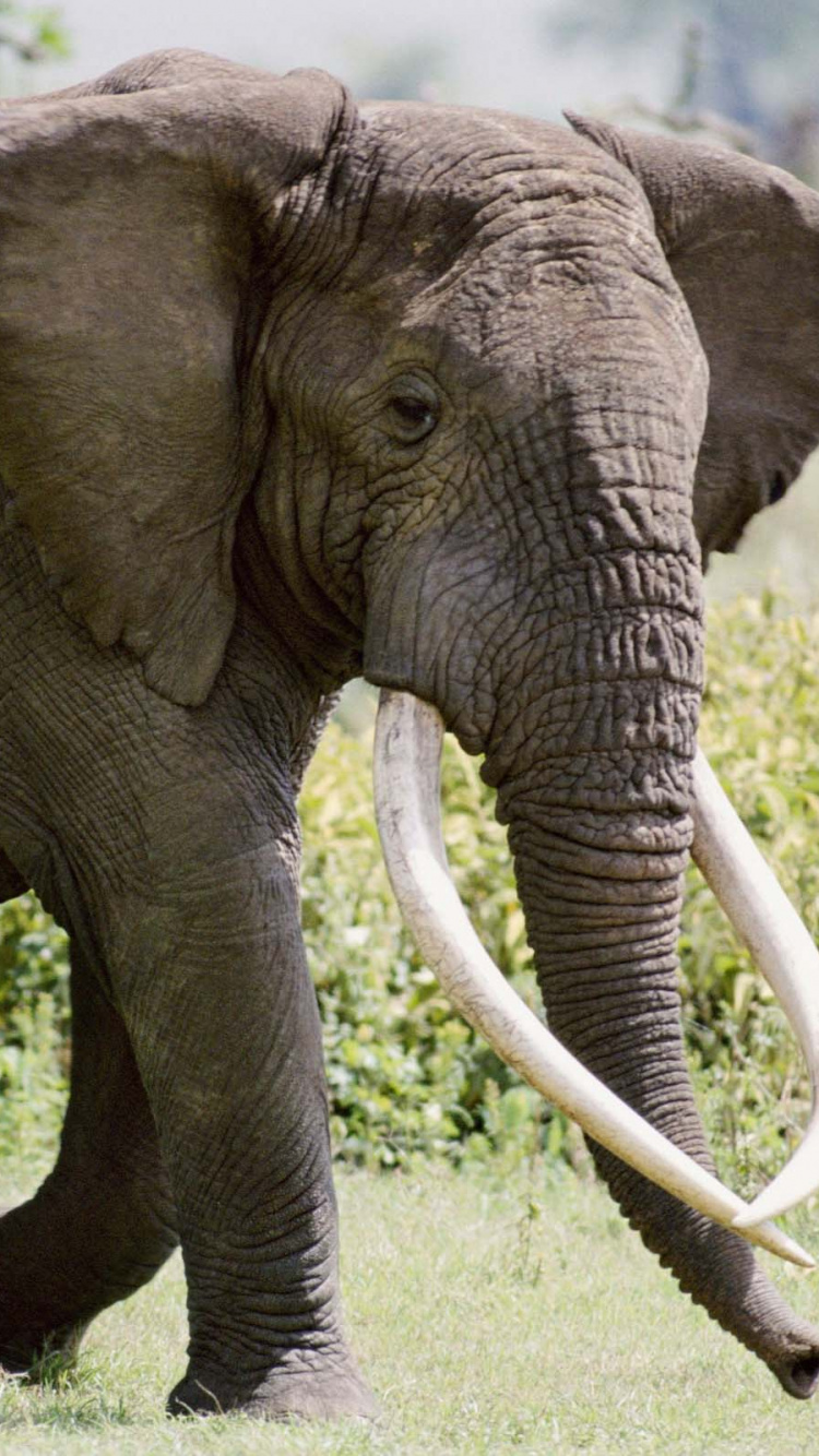 Grey Elephant on Green Grass During Daytime. Wallpaper in 750x1334 Resolution