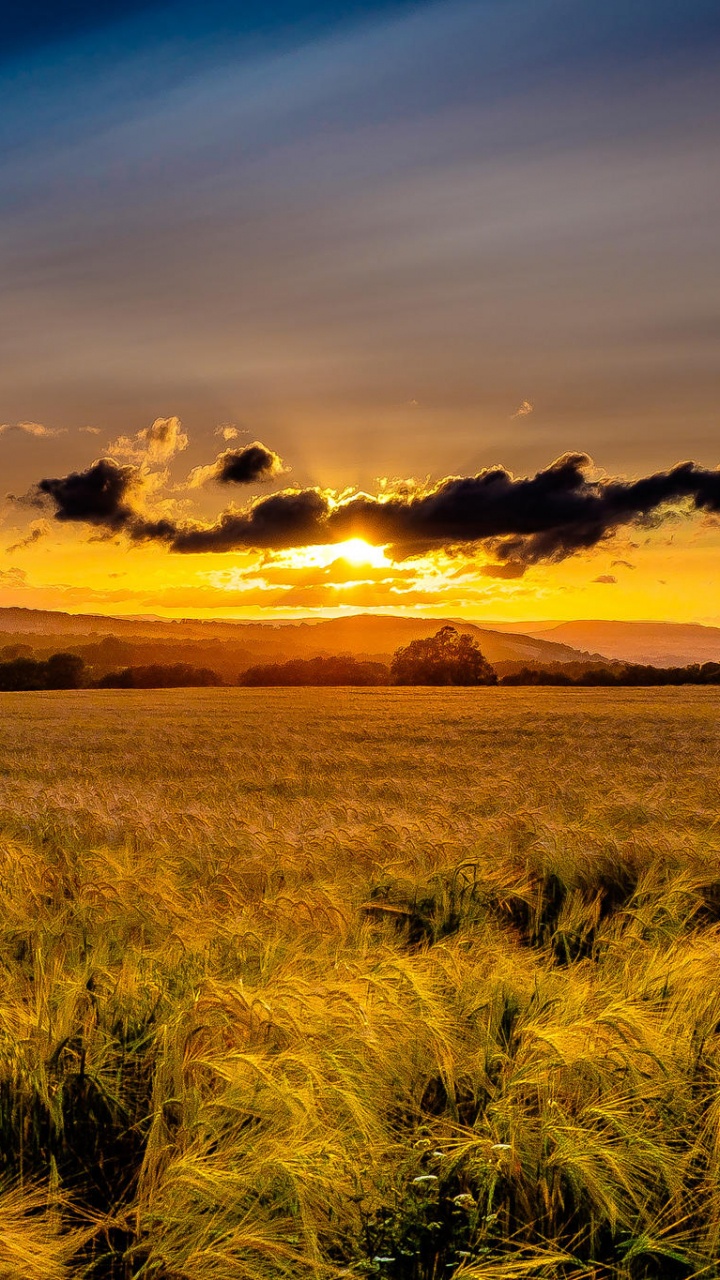 Green Grass Field Under Blue Sky During Daytime. Wallpaper in 720x1280 Resolution