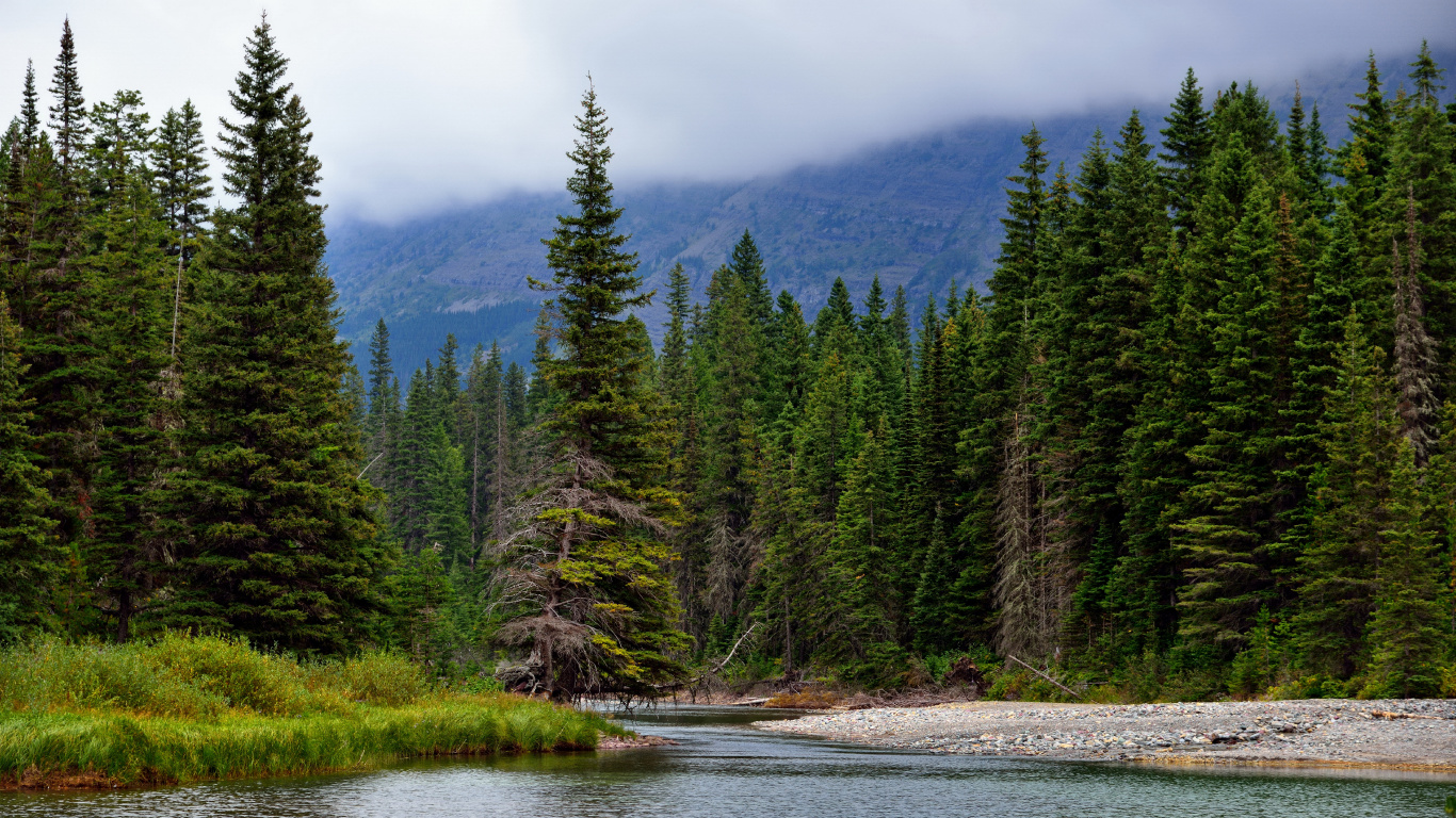 Green Pine Trees Near Lake During Daytime. Wallpaper in 1366x768 Resolution