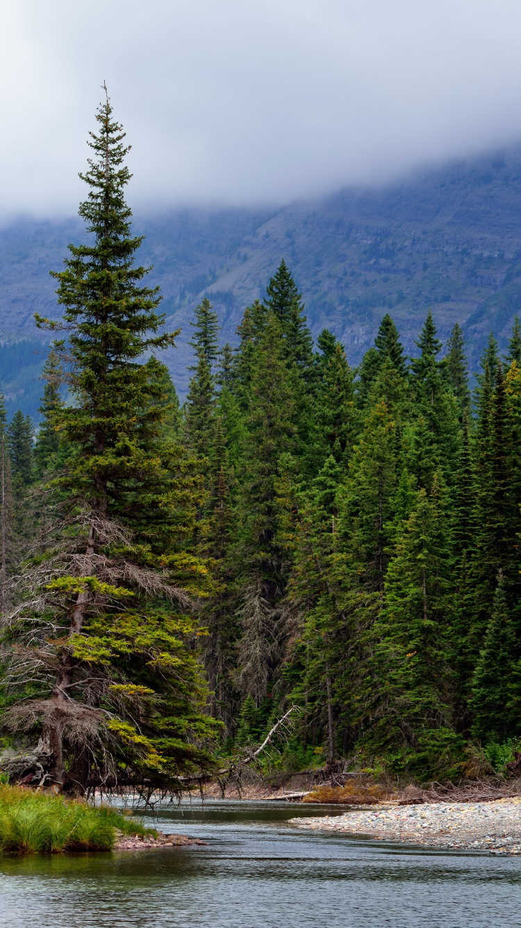 生态系统, 天空, 森林, 云杉林, 性质 壁纸 750x1334 允许
