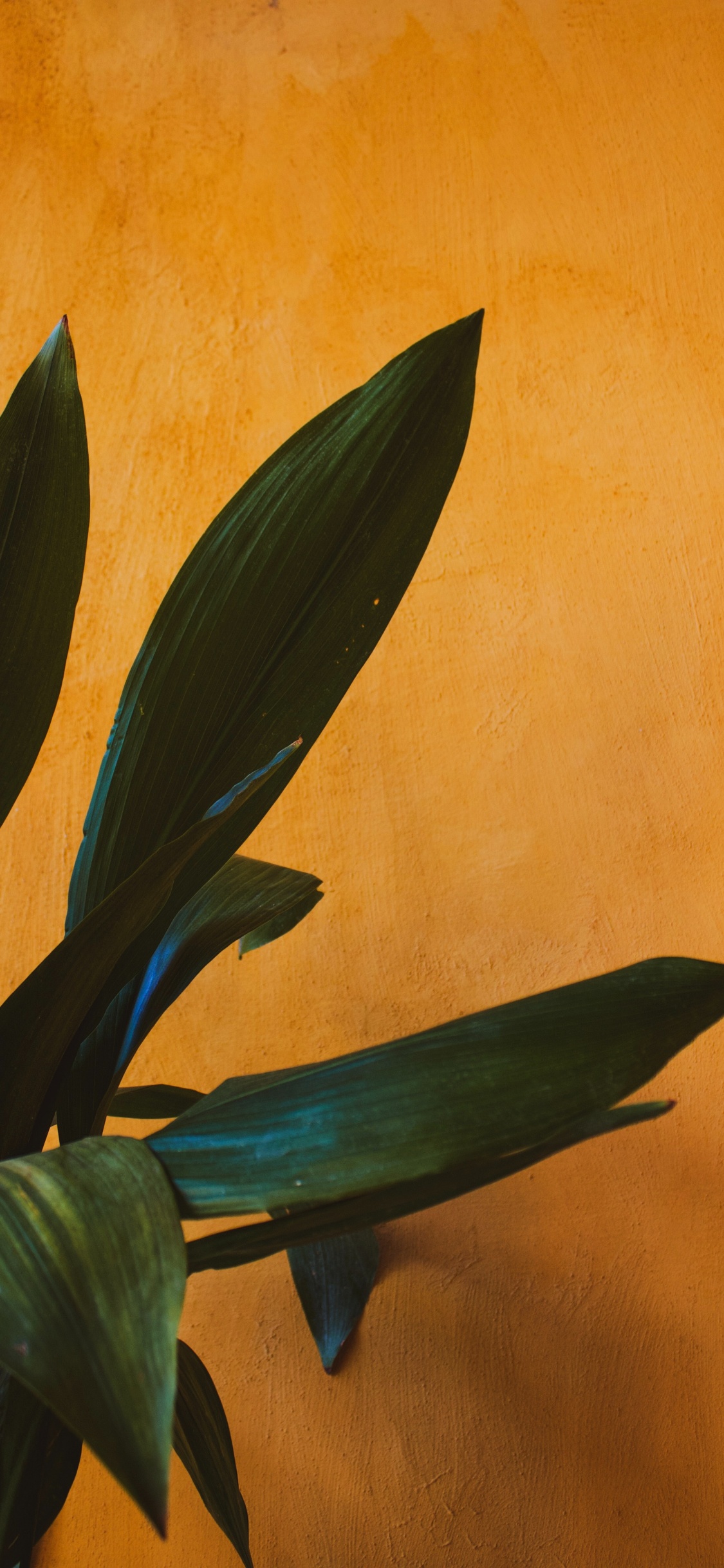 Green Plant Beside Brown Wall. Wallpaper in 1125x2436 Resolution