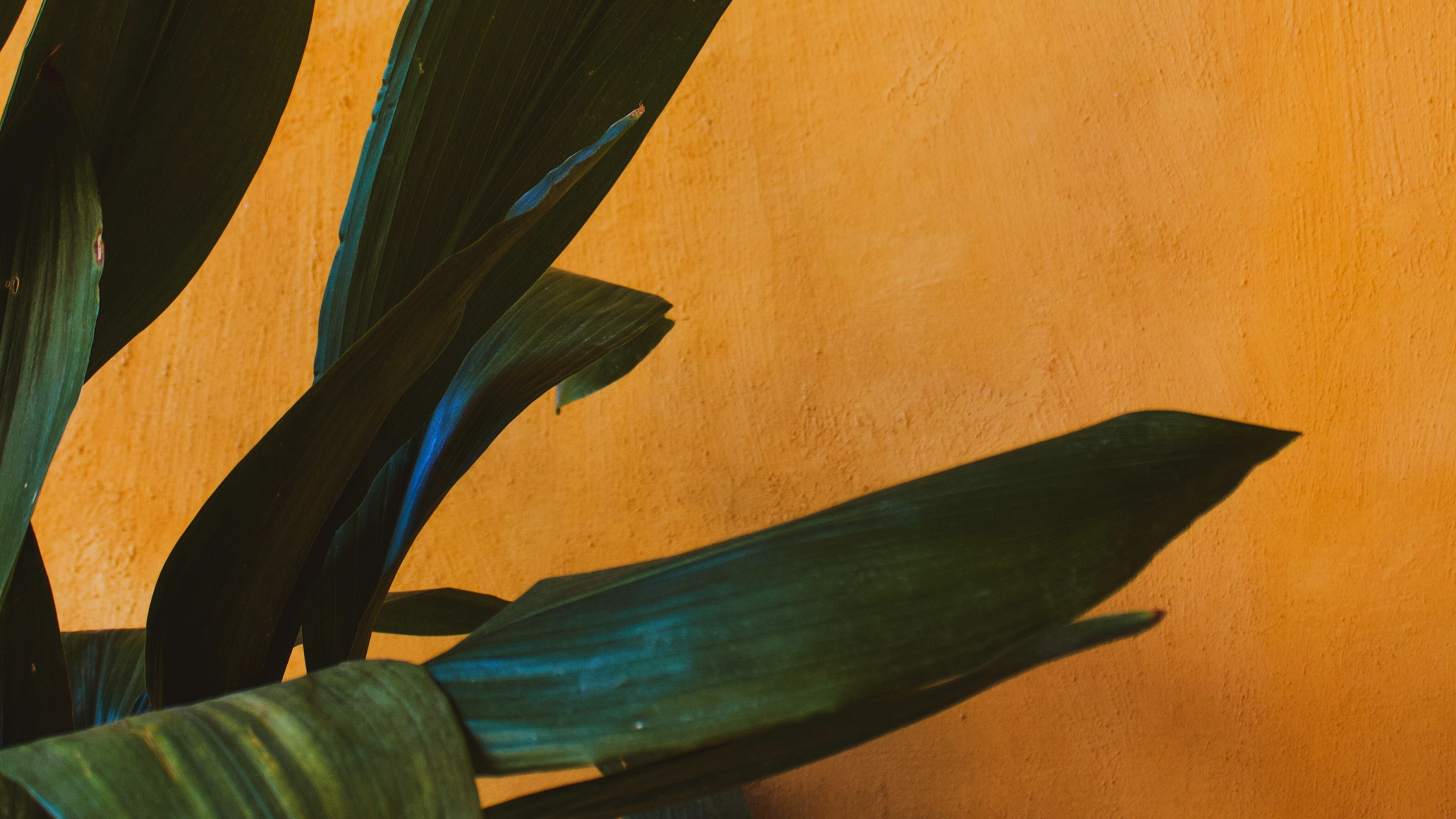 Green Plant Beside Brown Wall. Wallpaper in 2560x1440 Resolution