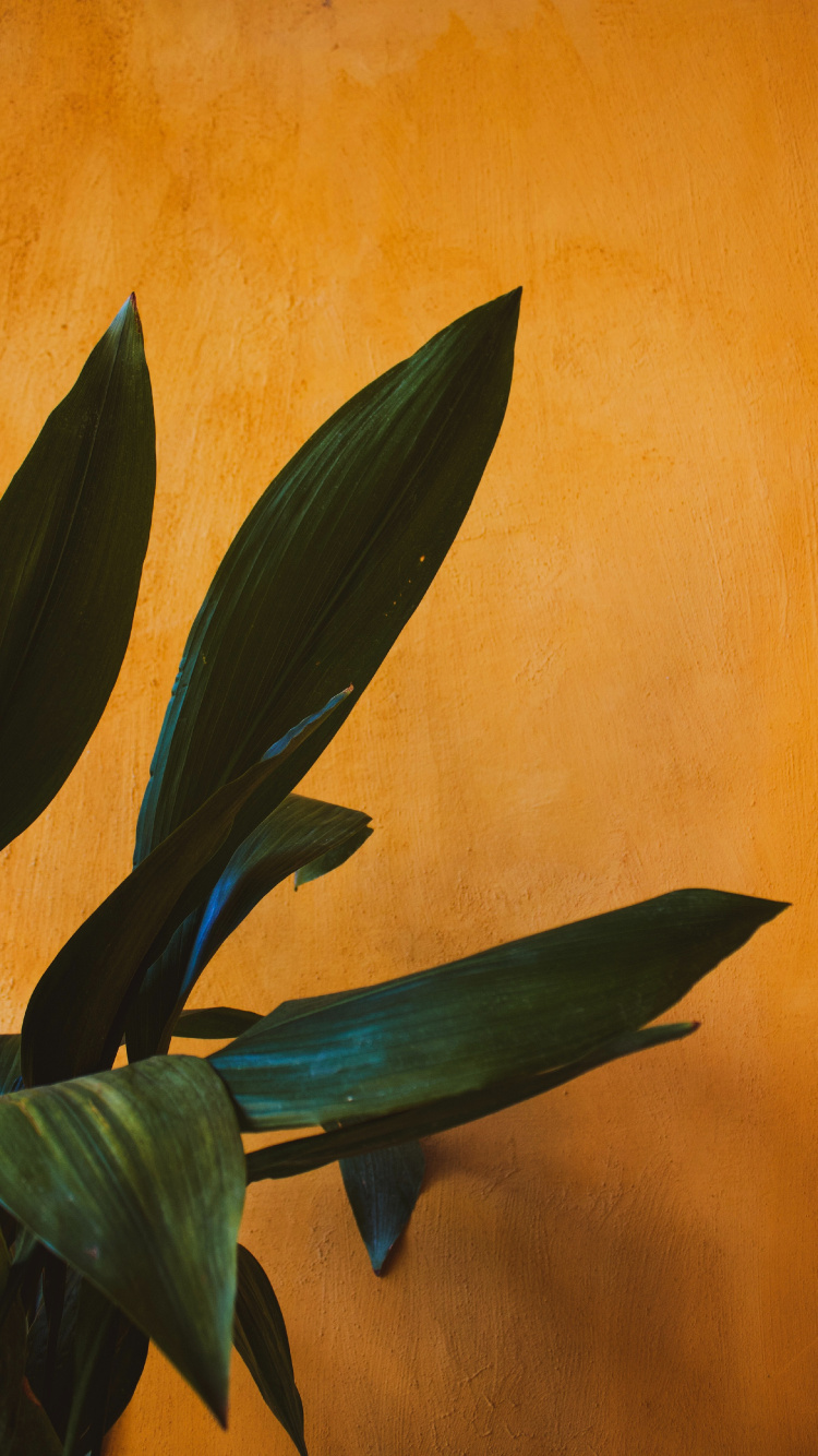 Green Plant Beside Brown Wall. Wallpaper in 750x1334 Resolution