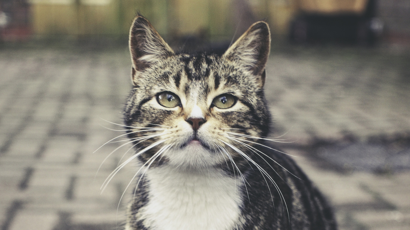 Black and White Tabby Cat on Gray Concrete Pavement. Wallpaper in 1366x768 Resolution