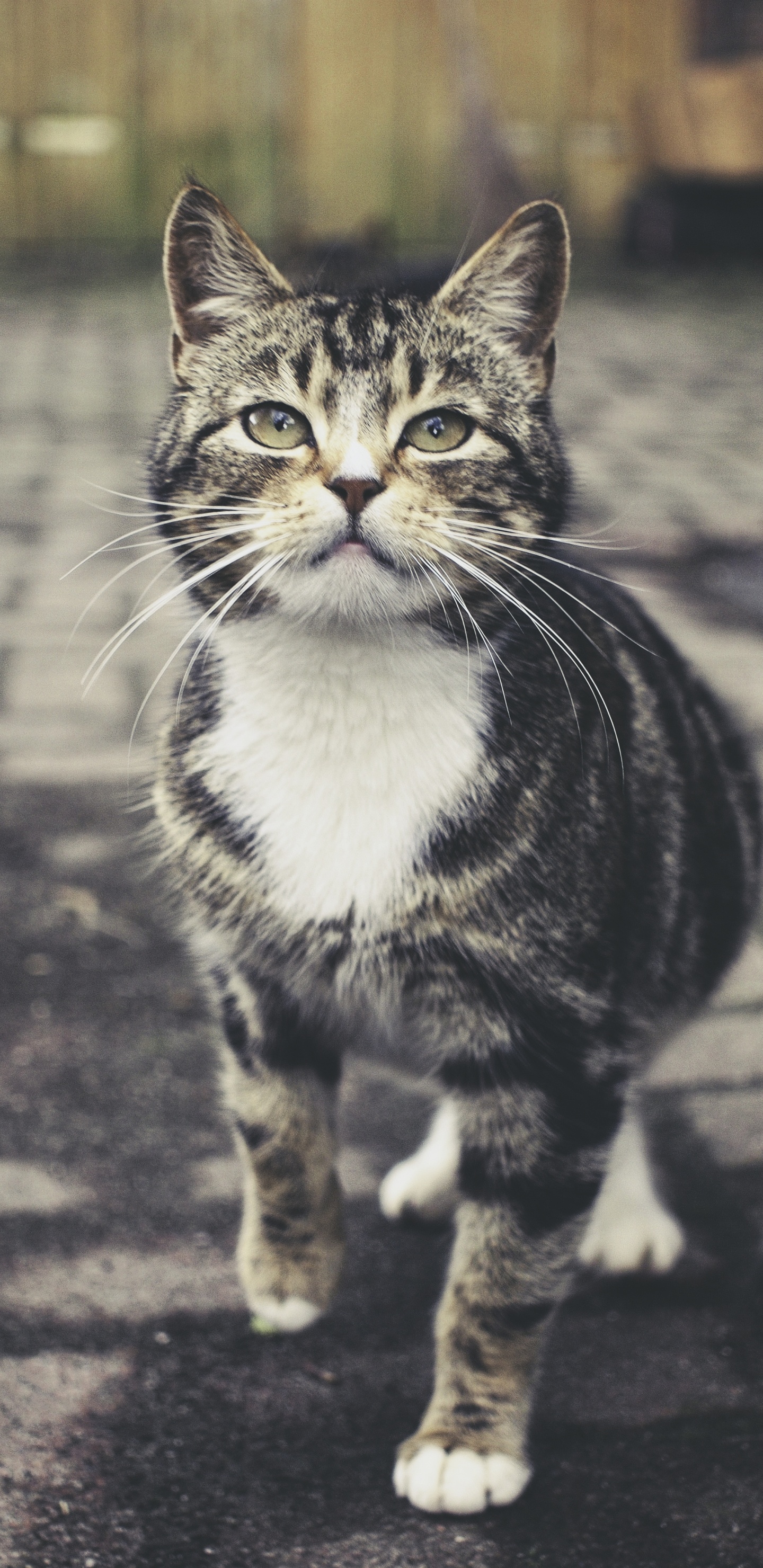 Black and White Tabby Cat on Gray Concrete Pavement. Wallpaper in 1440x2960 Resolution
