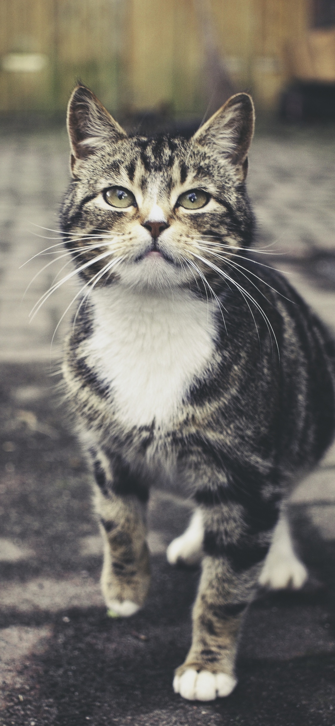 大花猫, 欧洲短毛猫, 龙丽, 胡须, 猫科 壁纸 1125x2436 允许