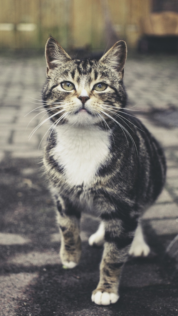 Schwarz-weiß Getigerte Katze Auf Grauem Betonpflaster. Wallpaper in 720x1280 Resolution