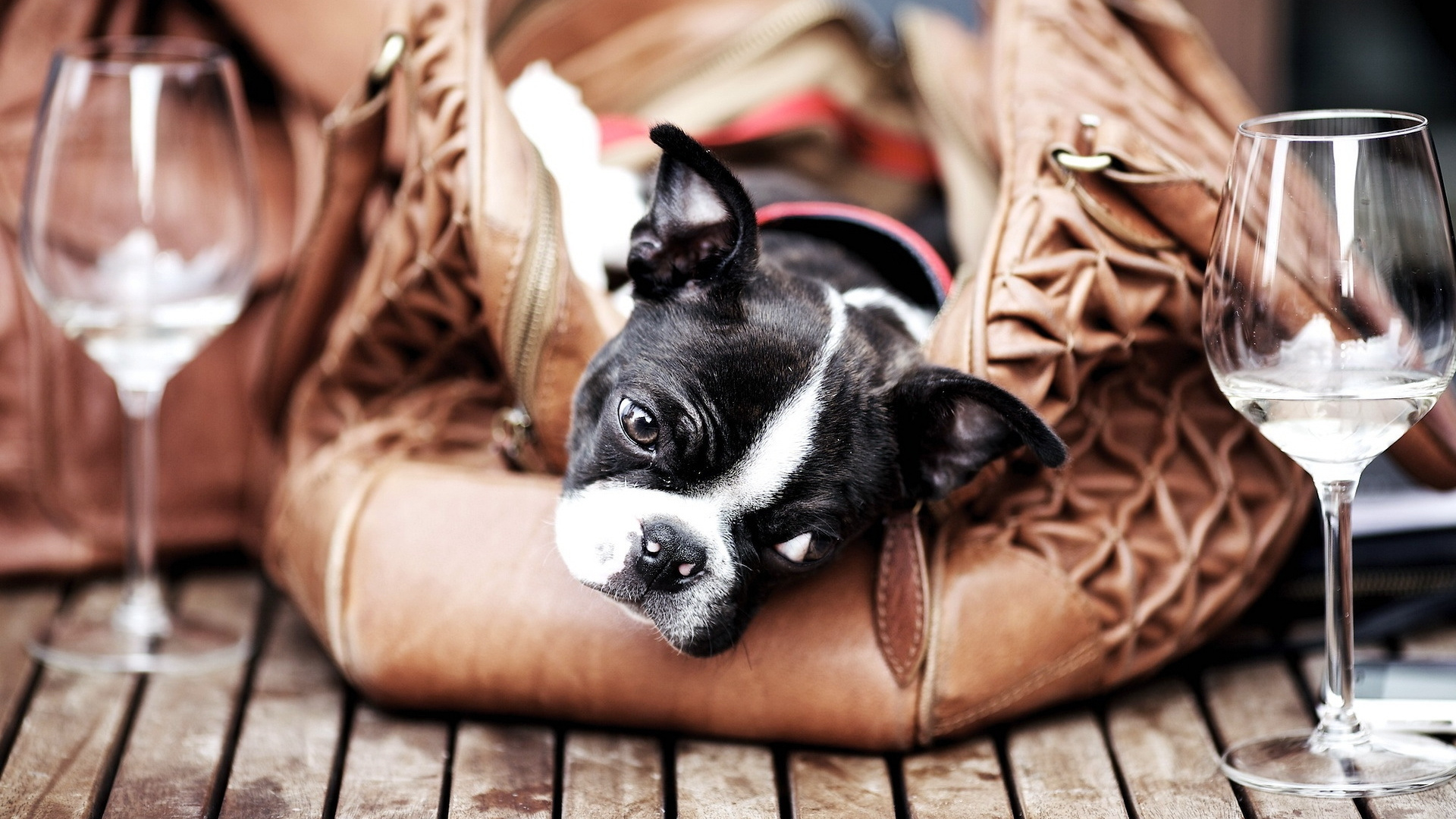 Schwarz-weißer Boston Terrier Welpe Auf Braunem Ledersofa. Wallpaper in 1920x1080 Resolution