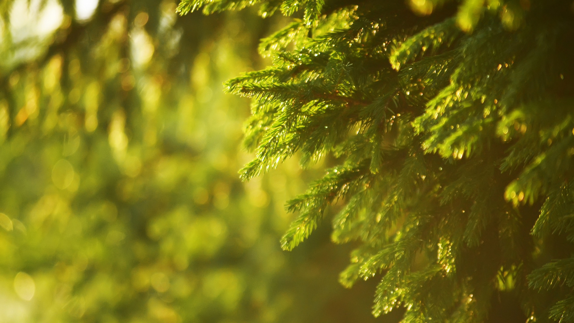 Green Pine Tree Leaves in Close up Photography. Wallpaper in 1920x1080 Resolution